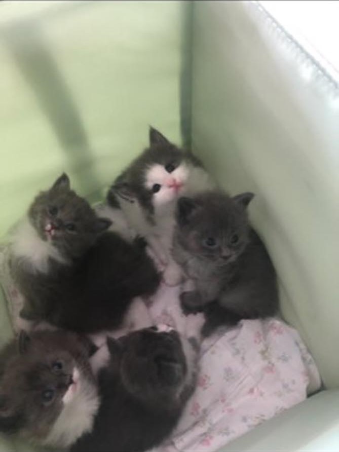 Litter of Maine Coons. r/cats