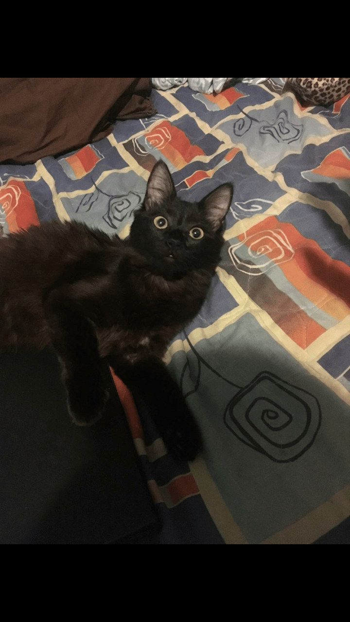 Me "Who scratched the sofa..." My cat r/cats