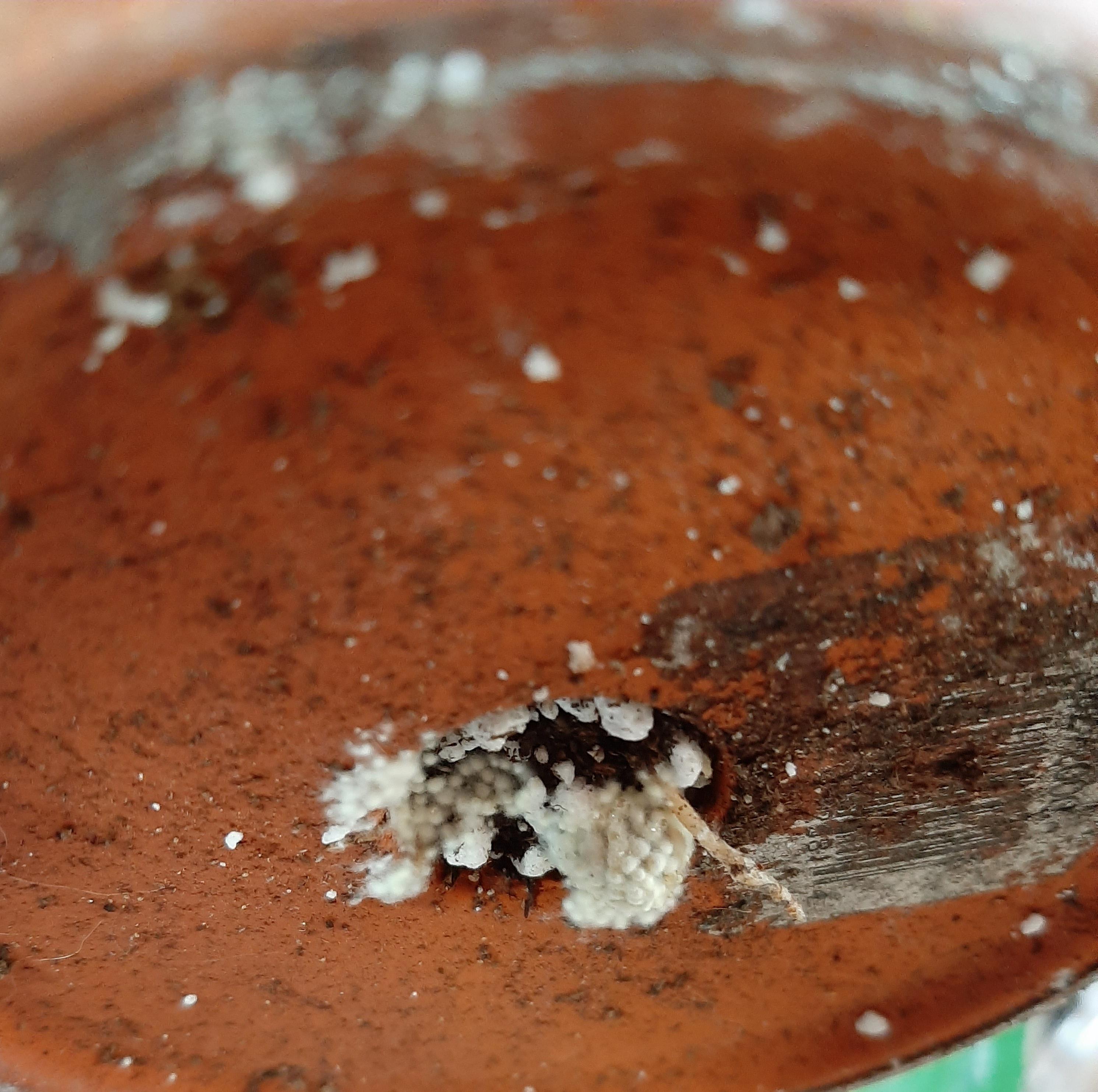 Wtf are those white "balls" under my heartleaf philodendron pot?? r