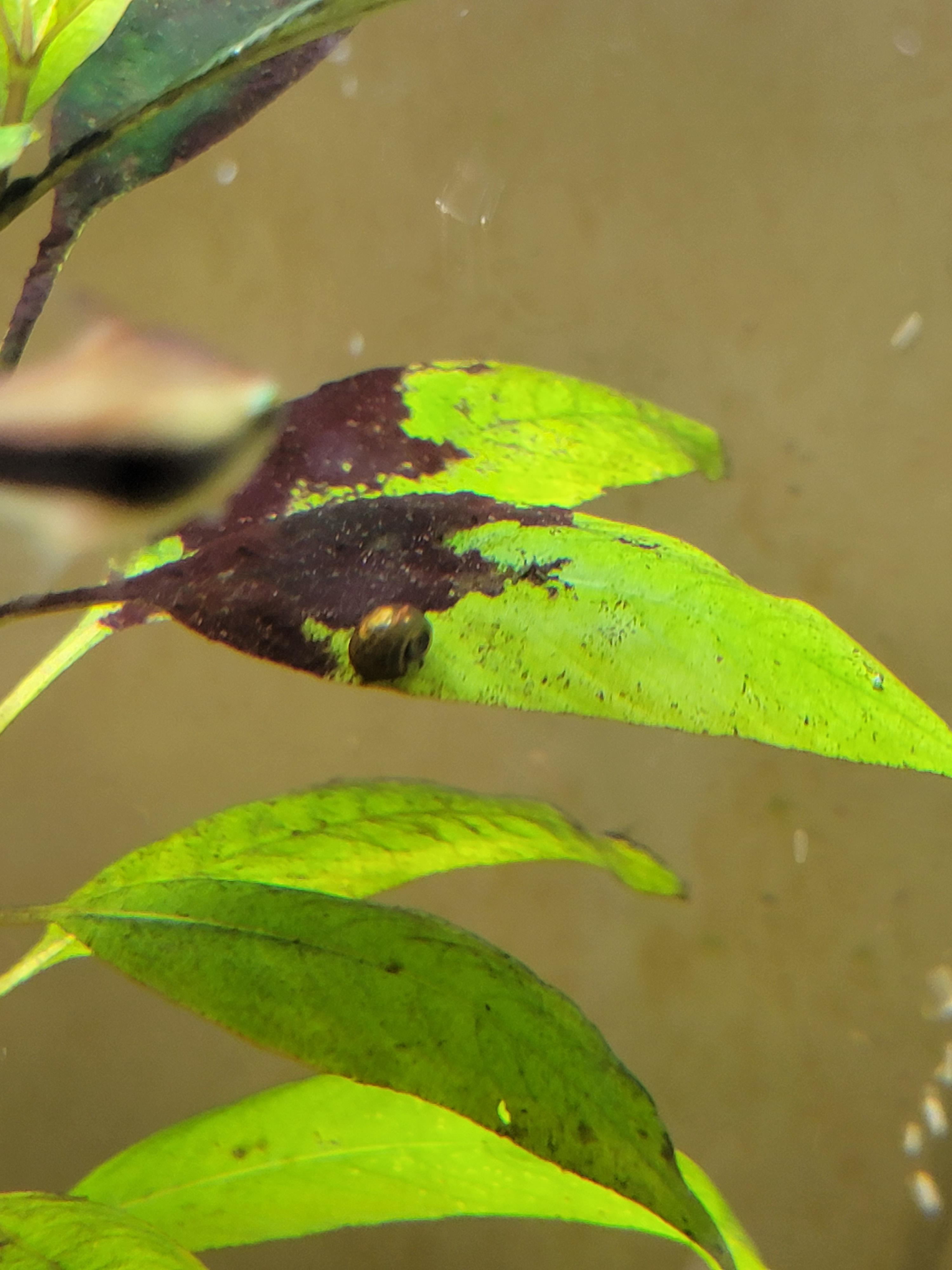 Deepcleaning the plants after a big algea bloom r/Aquariums