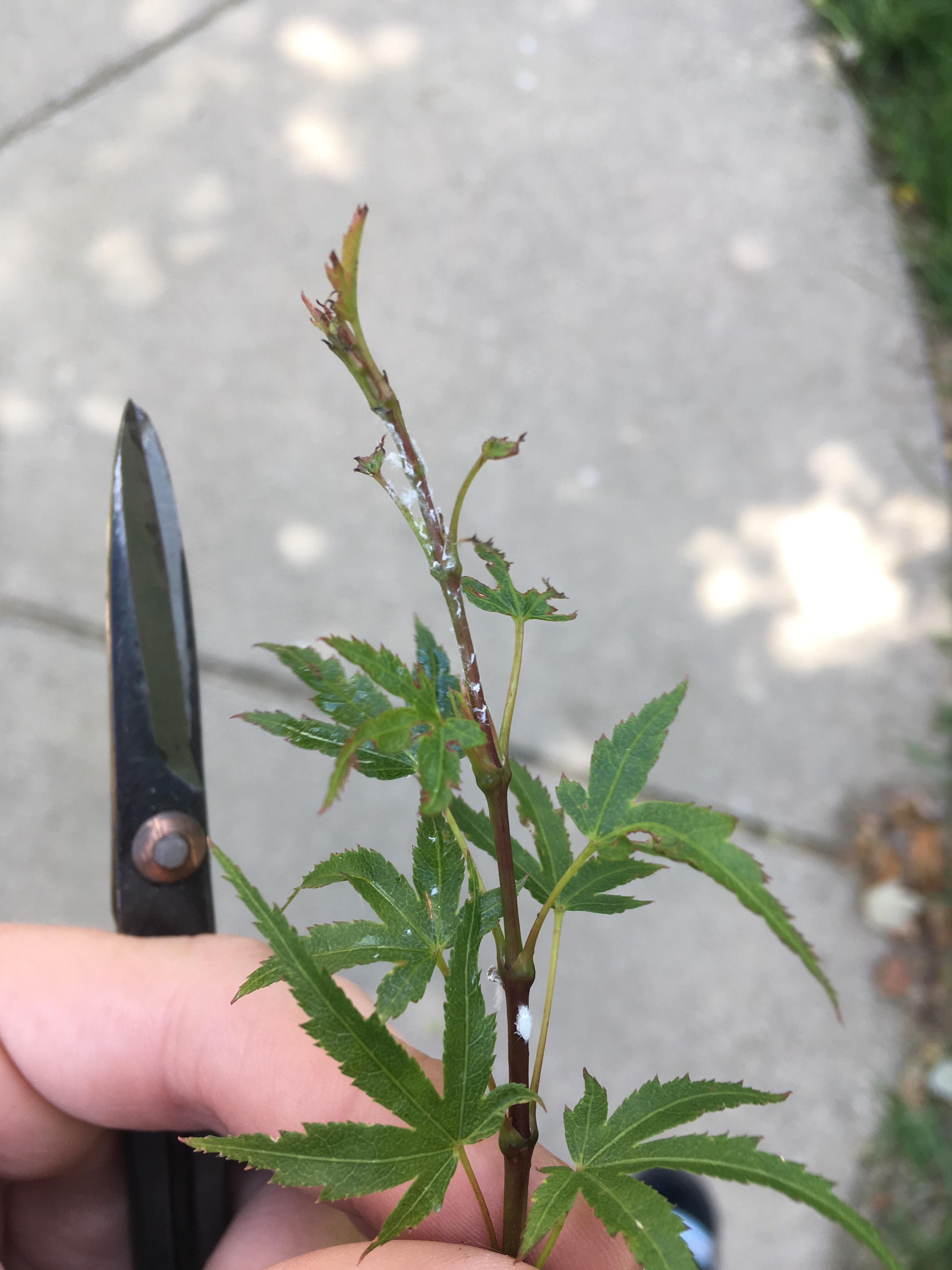 What are these bugs on my Japanese Maple? Should I get an insecticide and fungicide? r/Bonsai