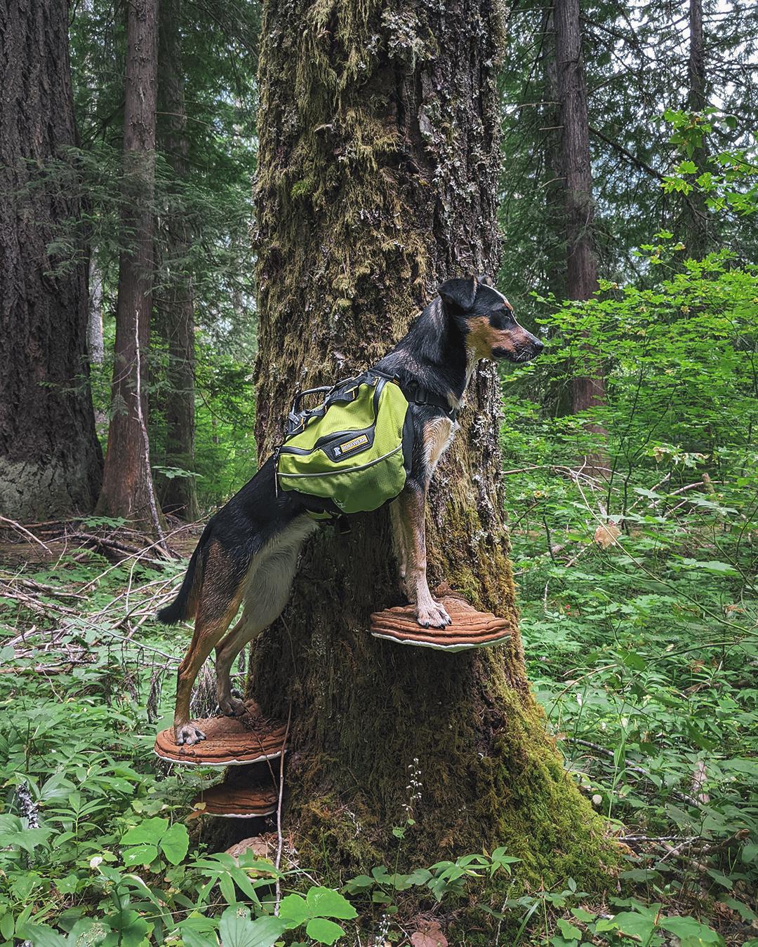 This is your dog on mushrooms. r/technicallythetruth
