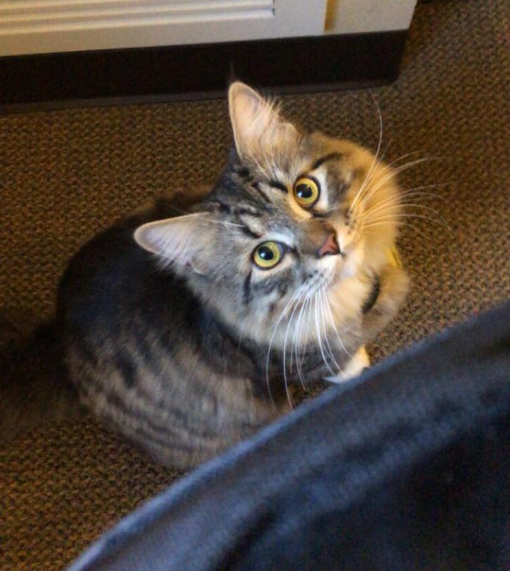 Automatic Litter Box Please r/SiberianCats