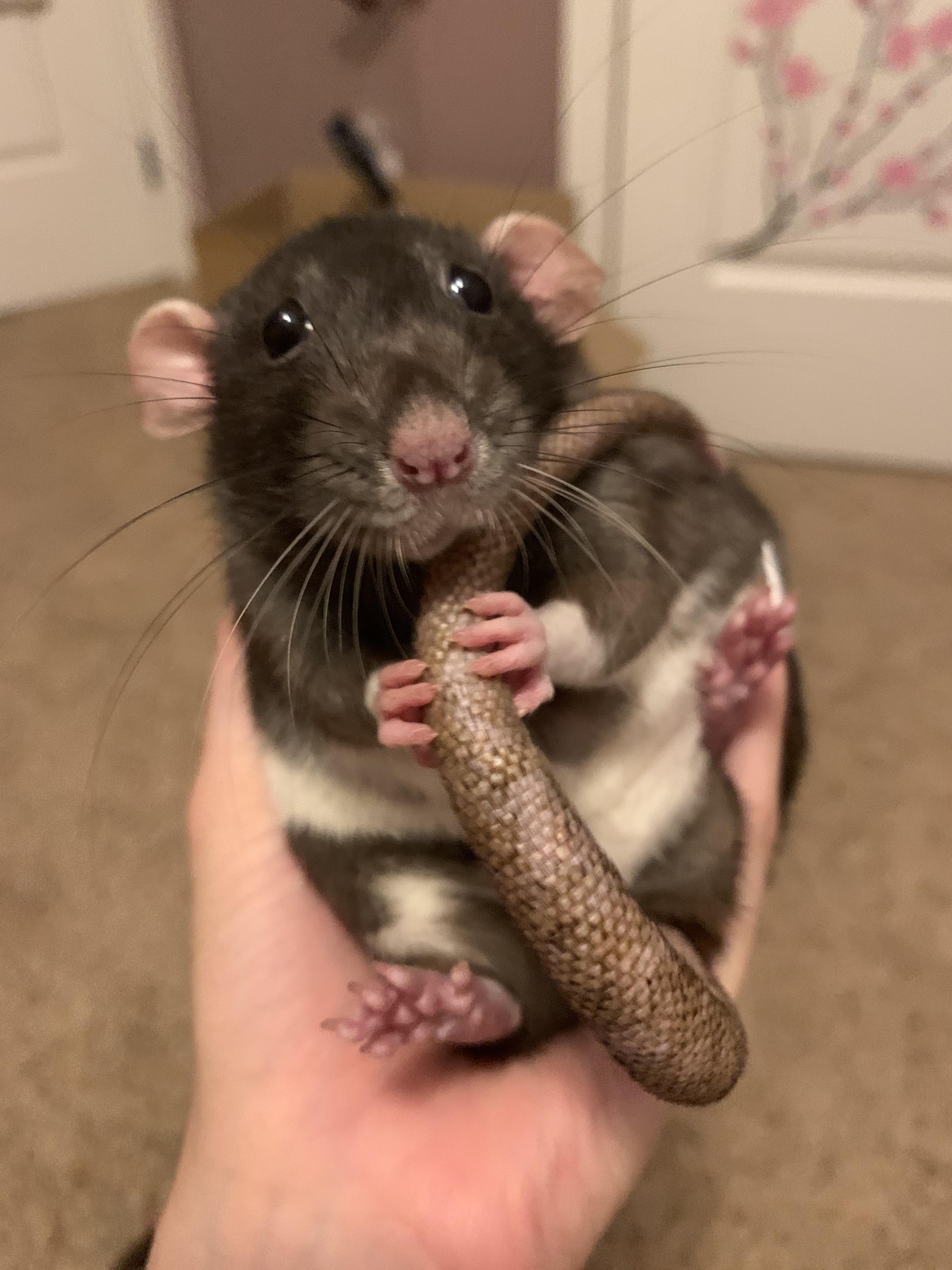 Wittle baby RATS
