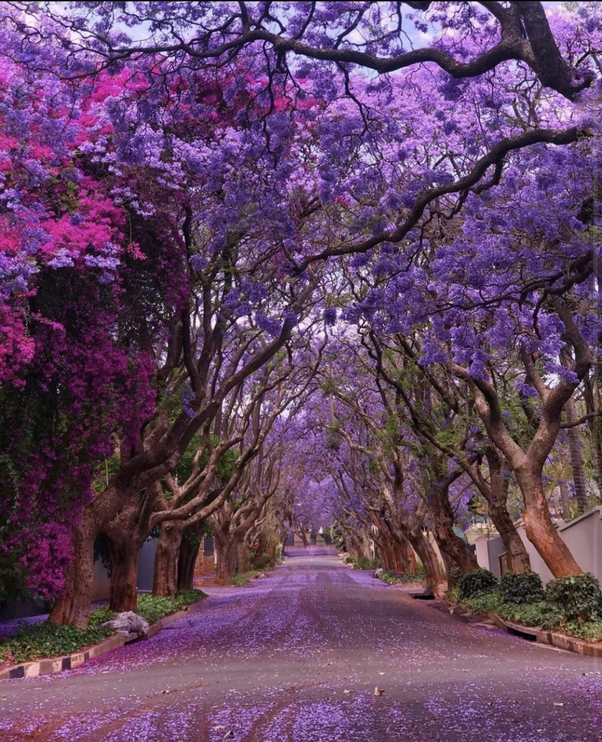 Jacaranda Trees in South Africa r/pics