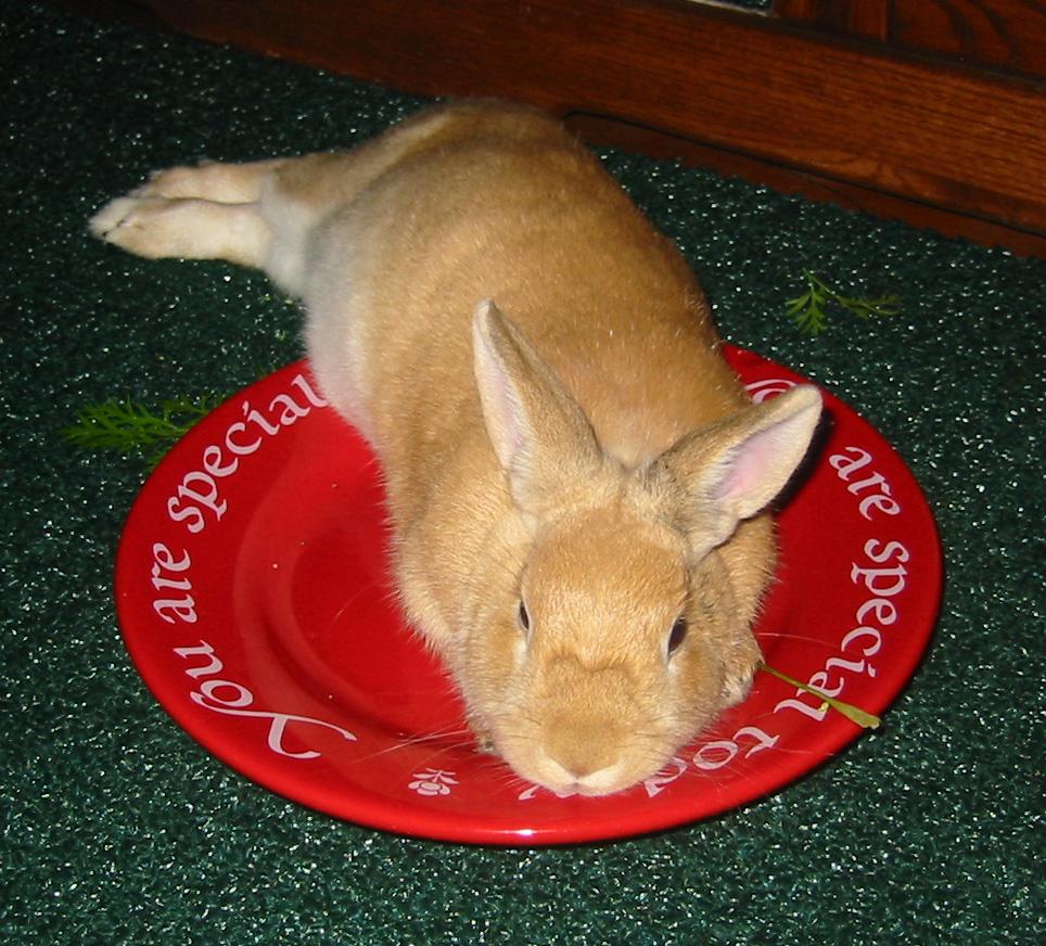 Peaches has a very important message for all of you! r/Rabbits