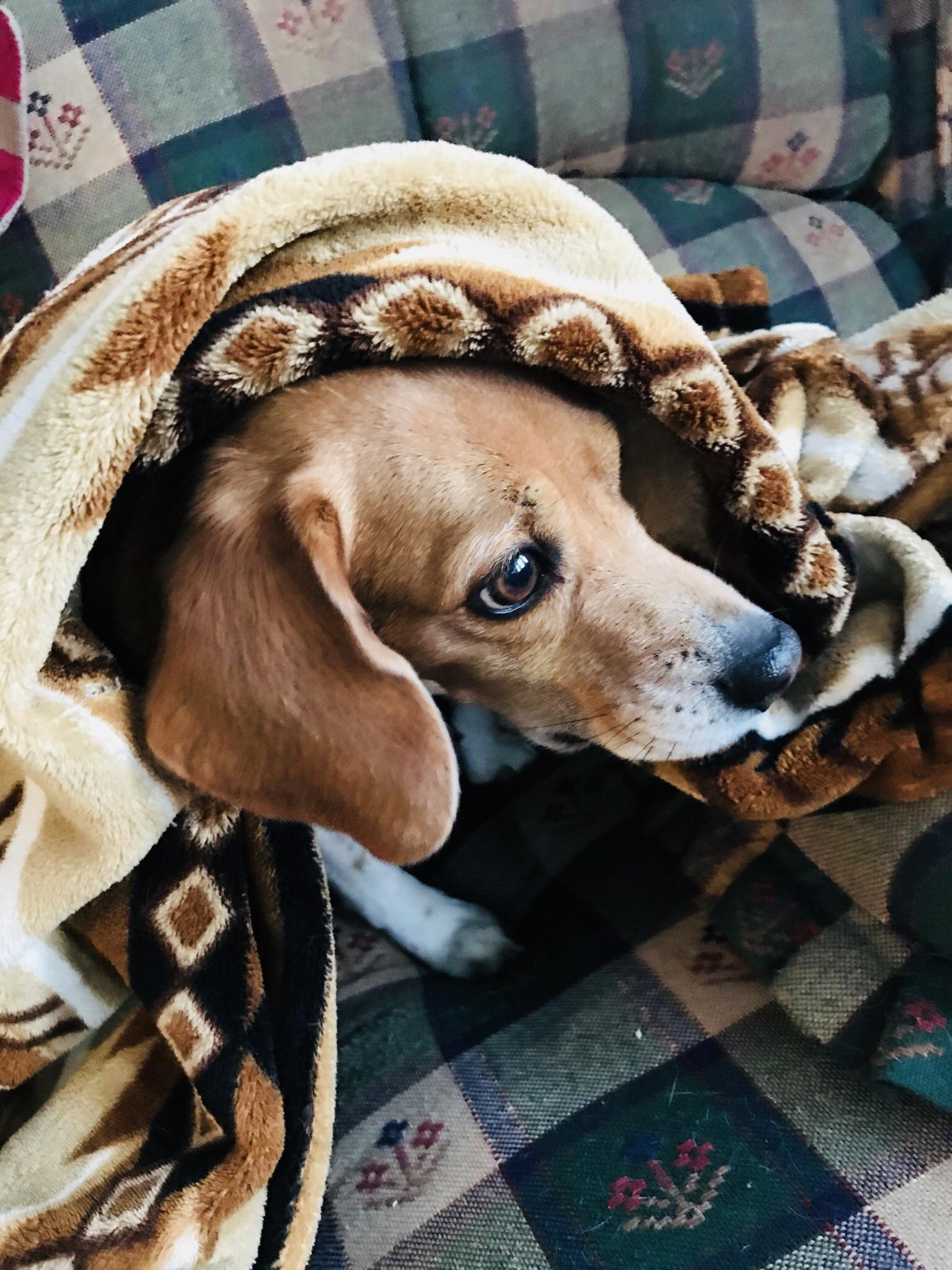 When it’s just way too cold... r/beagle