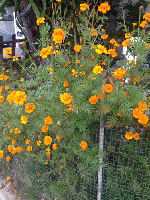 Any Idea what this is? Looks like Marigold but has no funky smell r