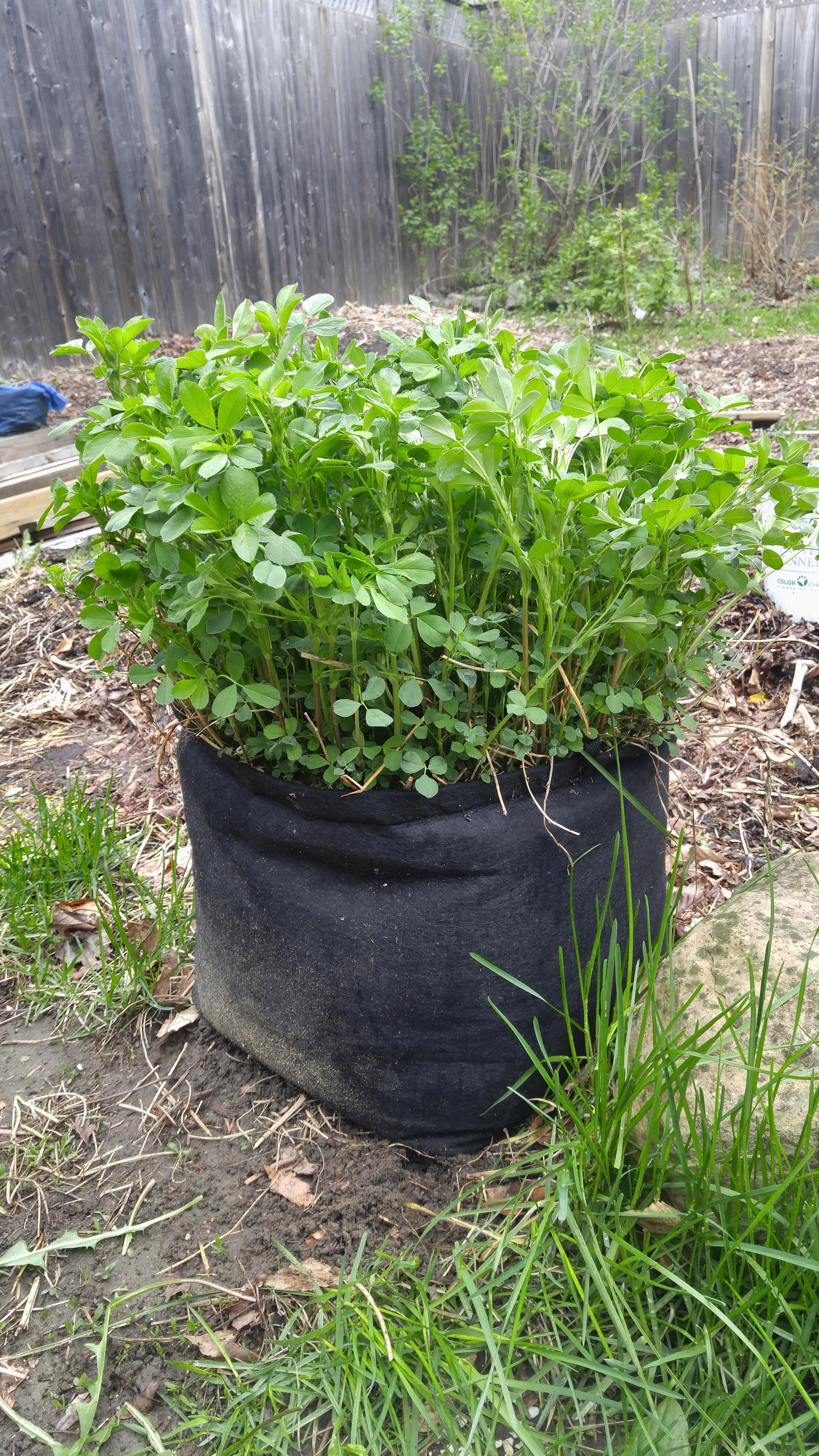 Alfalfa cover crop take over... r/NoTillGrowery