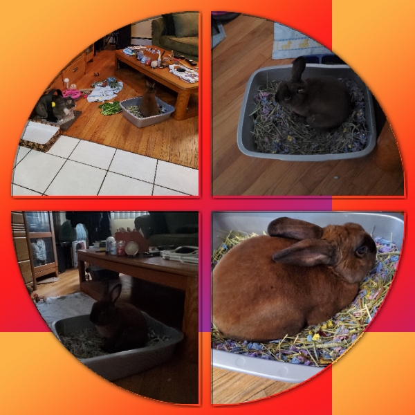 Can anyone tell me why he enjoys hanging out in his litterbox? r/aww