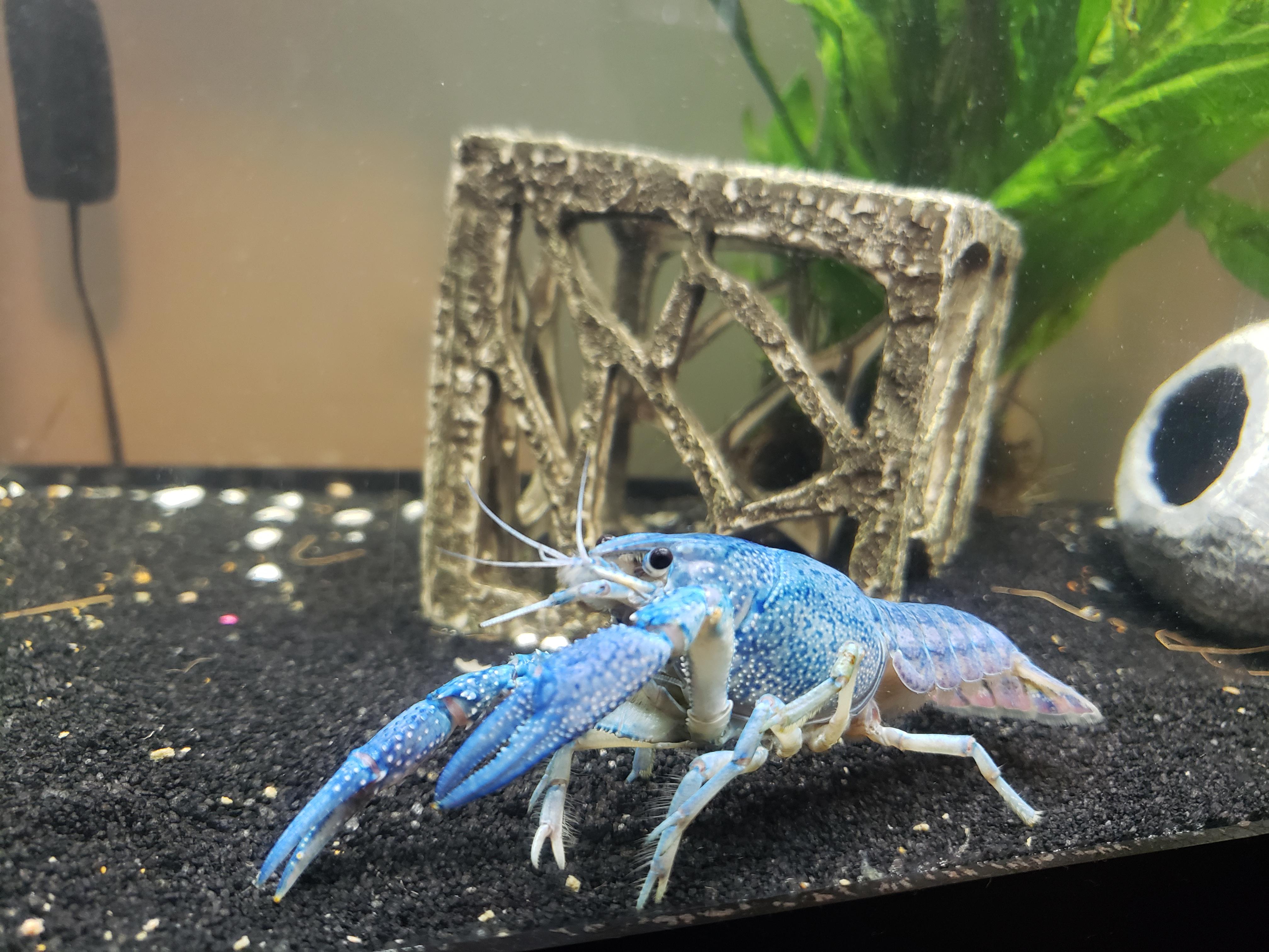 Had her about a year and a half. Noticed about a week ago she was