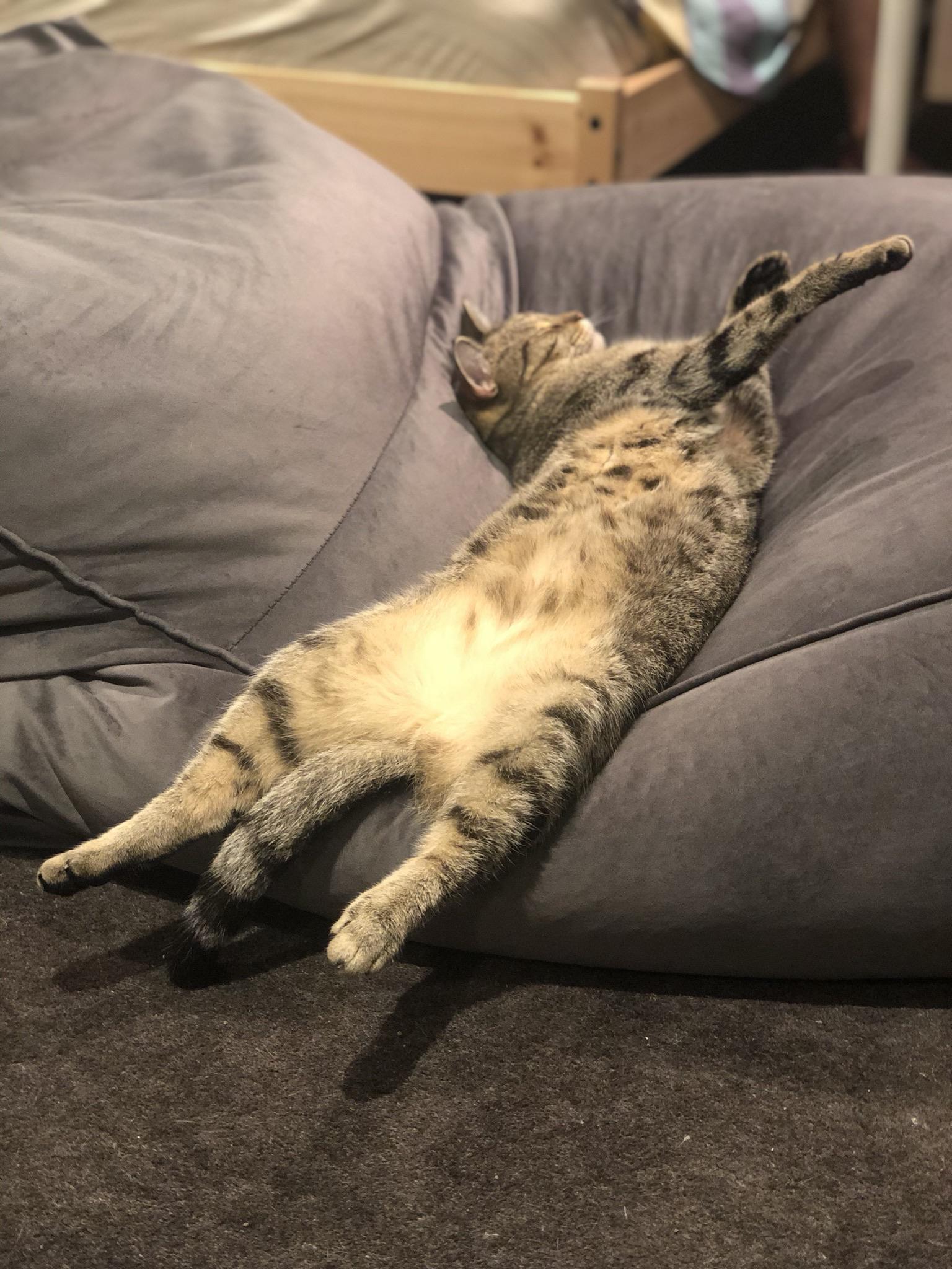 Yumi showing us her belly! cats