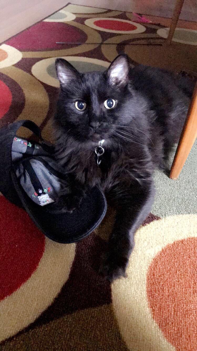 This is my hat now, totally my hat! r/catpictures