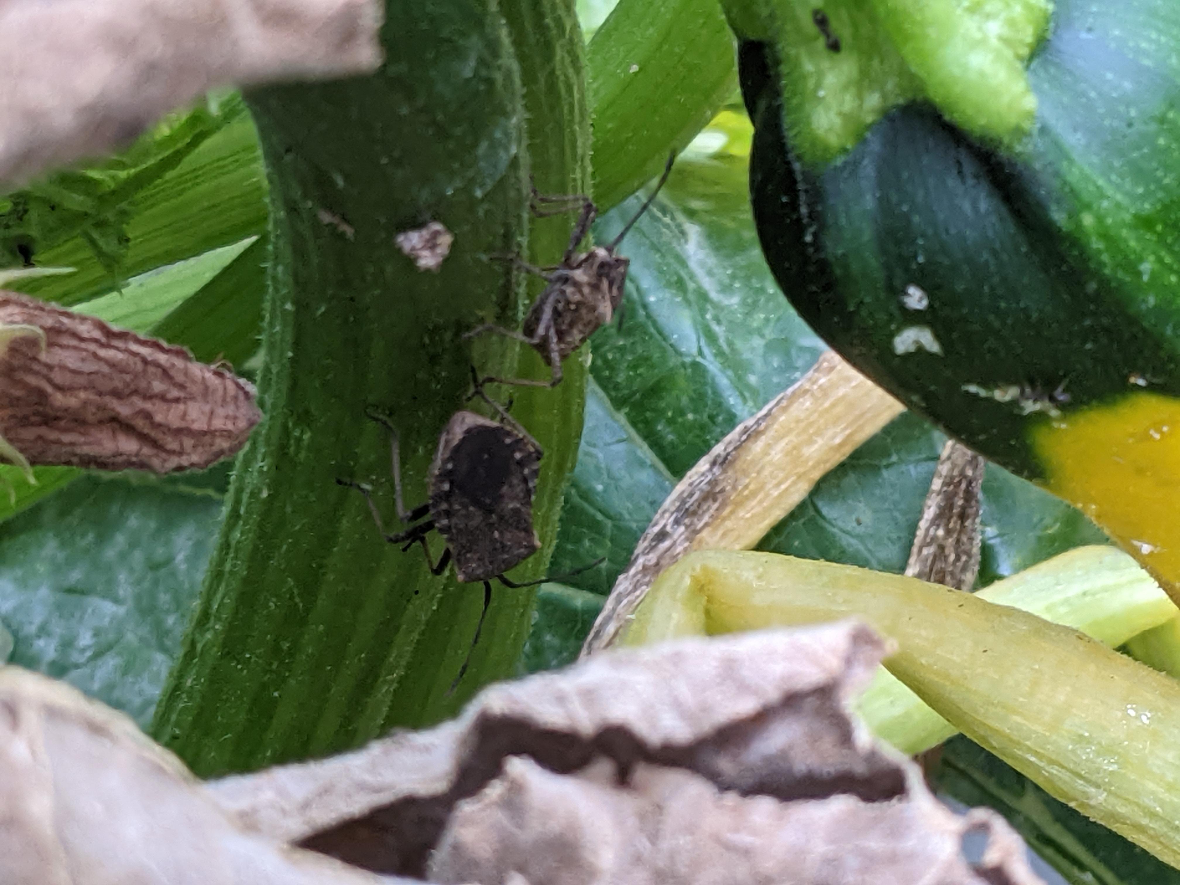 These guys are on my zucchini plant. We think they are killing it. r