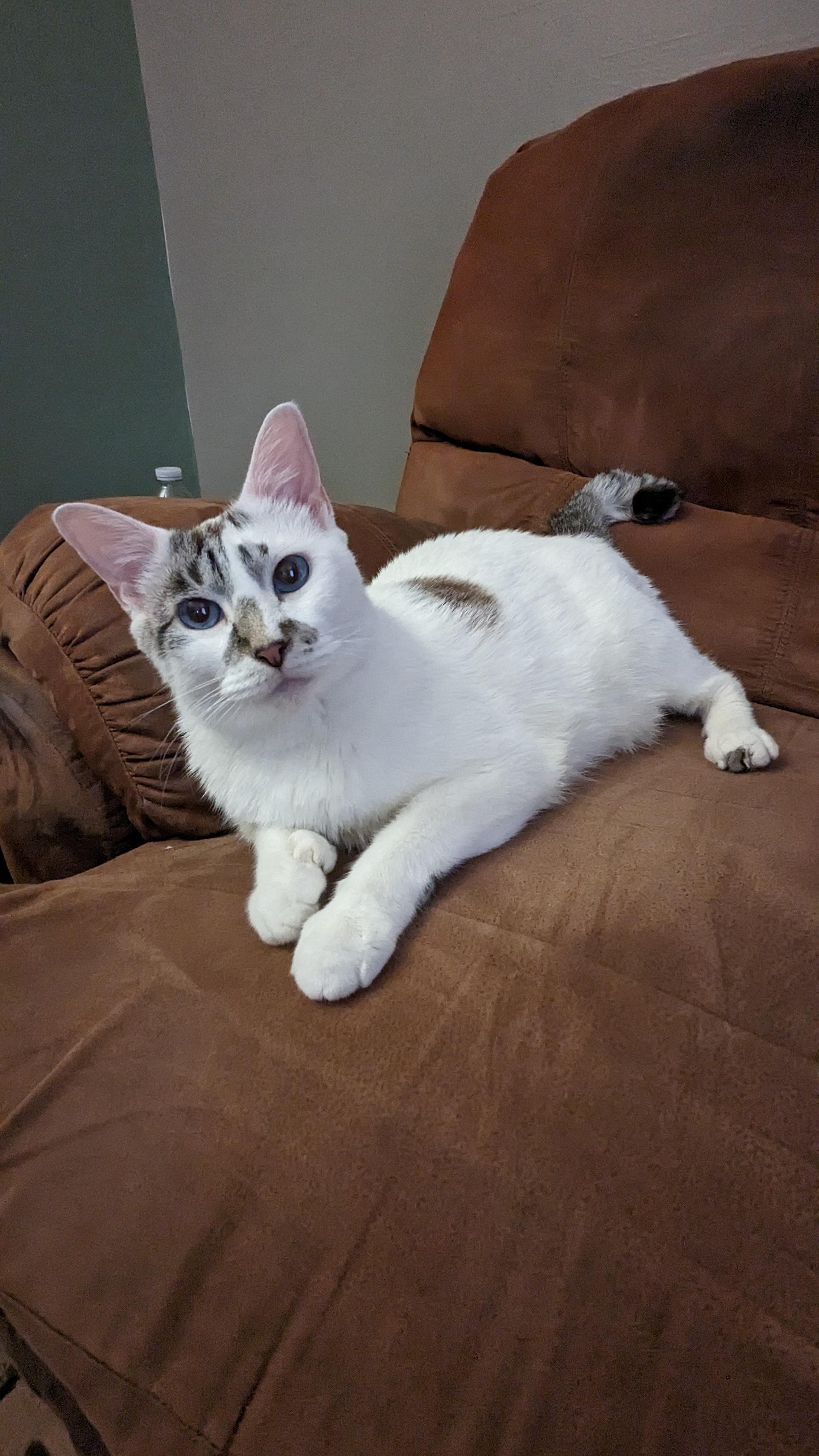 My 11 year old cat Bumper has Diabetic Ketoacidosis. After a few days