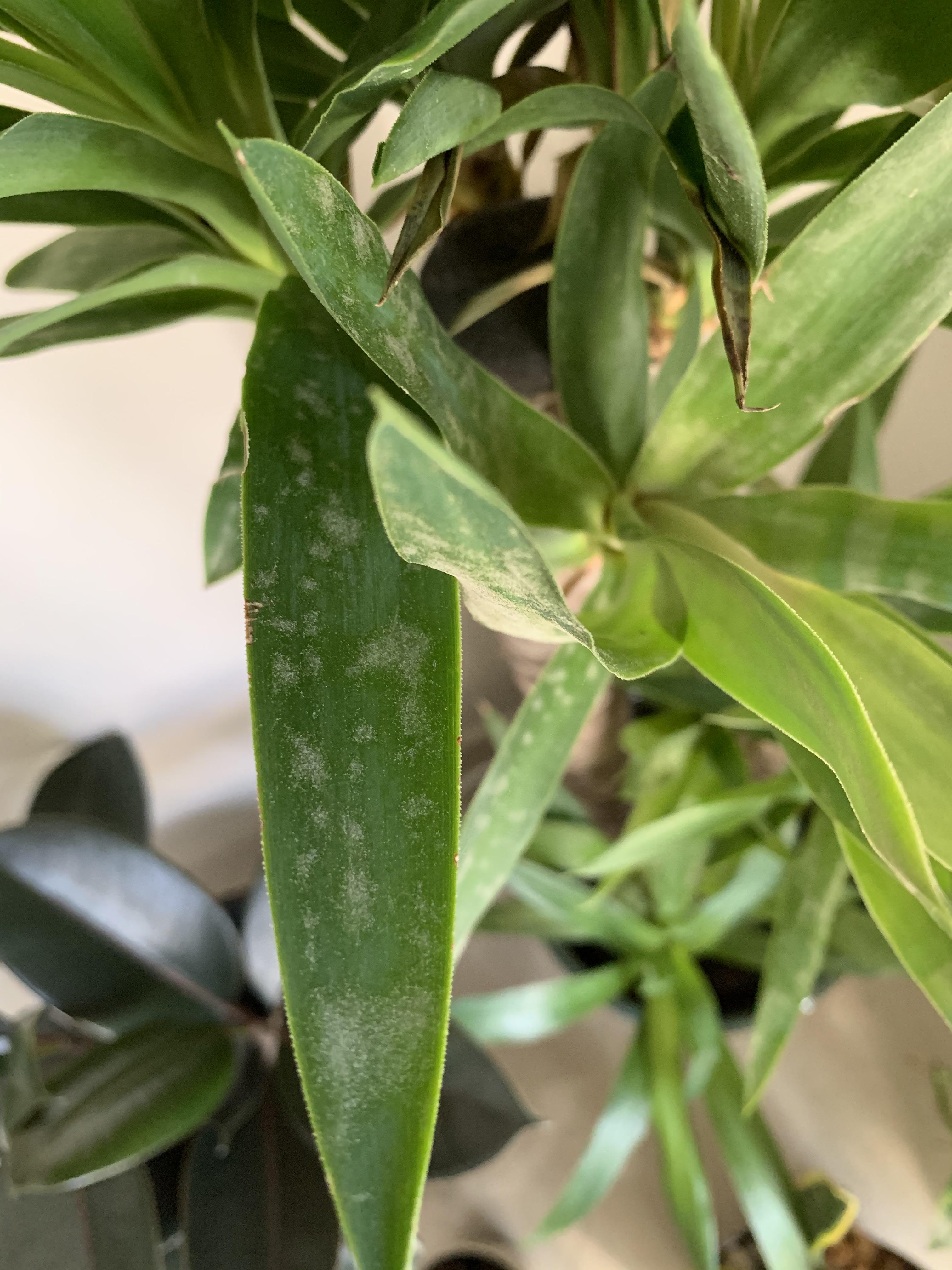 Spots on Yucca plant leaves. What went wrong? Too much sun? r/plants
