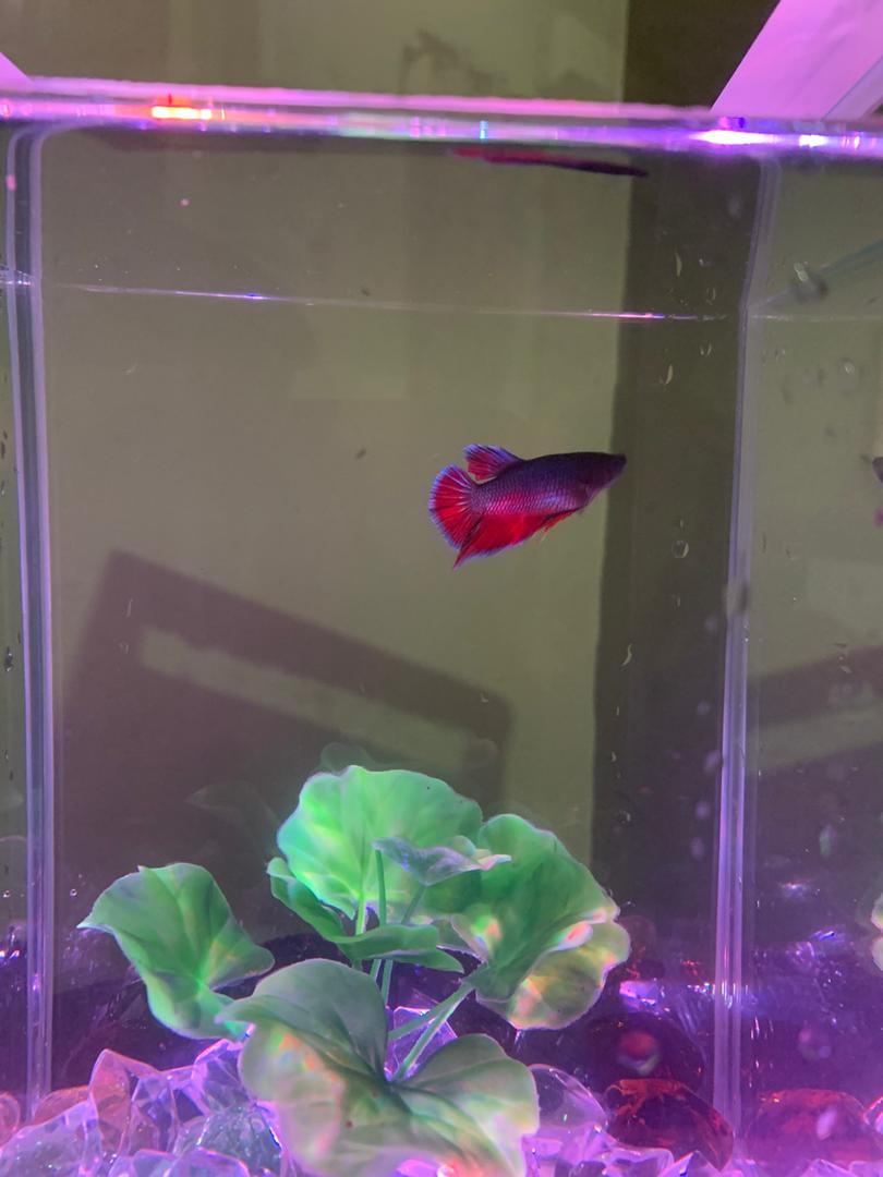 I found this fish flopping at the back of my house. I decided to save