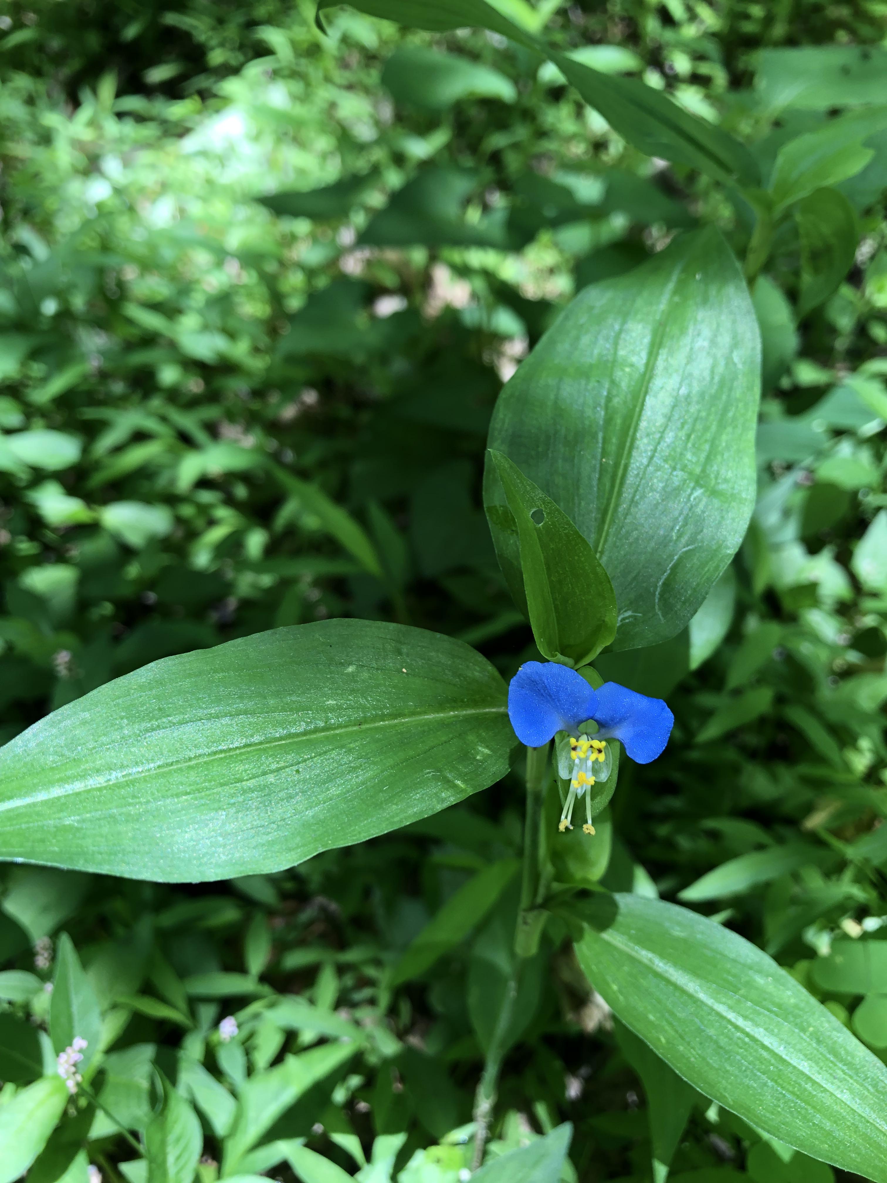 Asiatic Dayflower Commelina communis. Photographed in NE US r