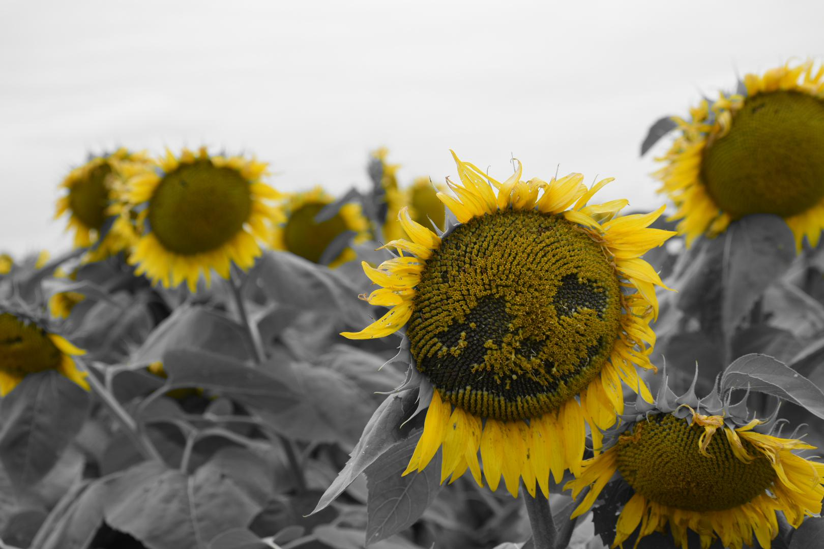 spooky sunflower r/pics