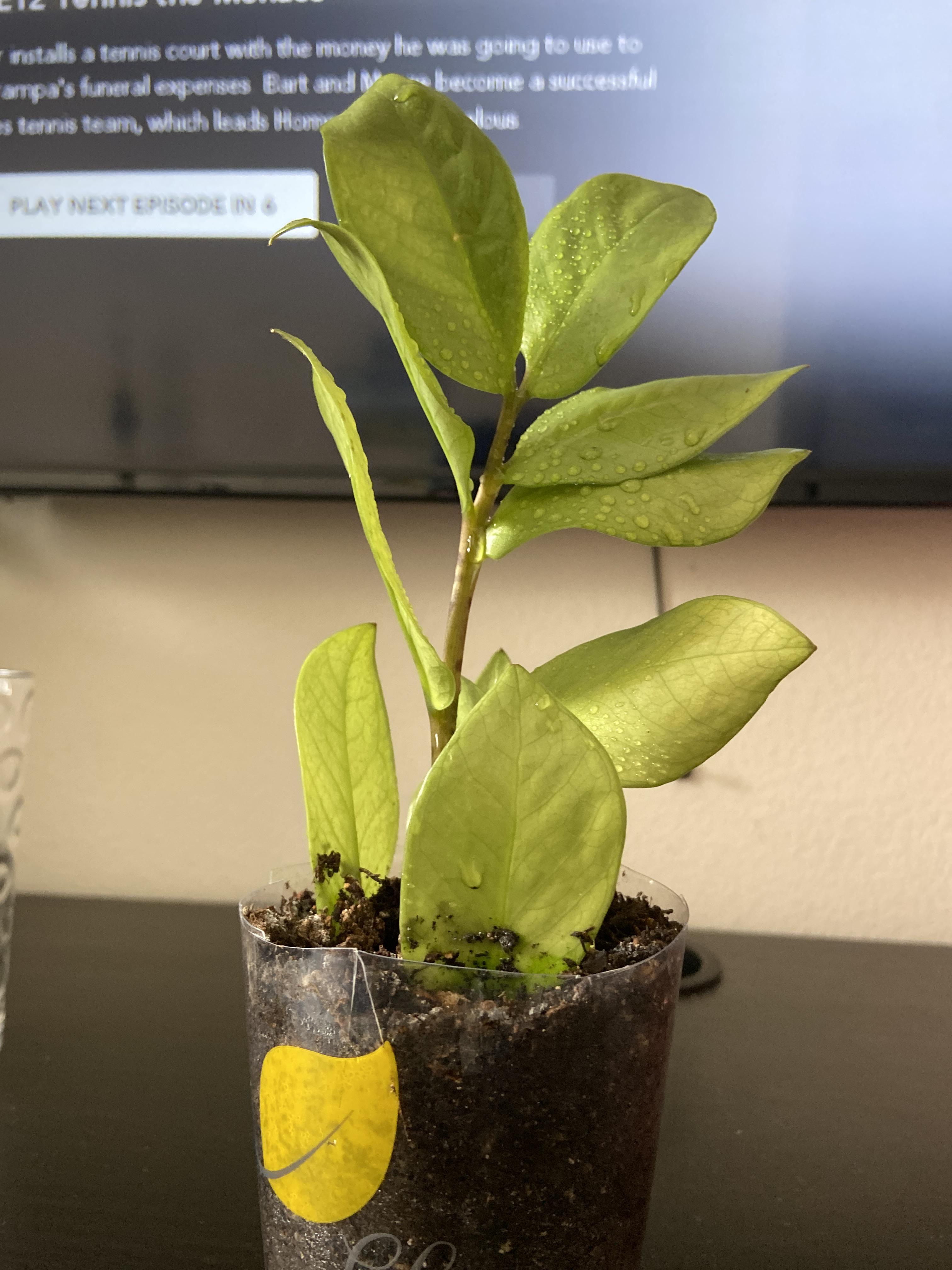 ZZ Plant yellowing! It’s a cutting and I left it on my windowsill and