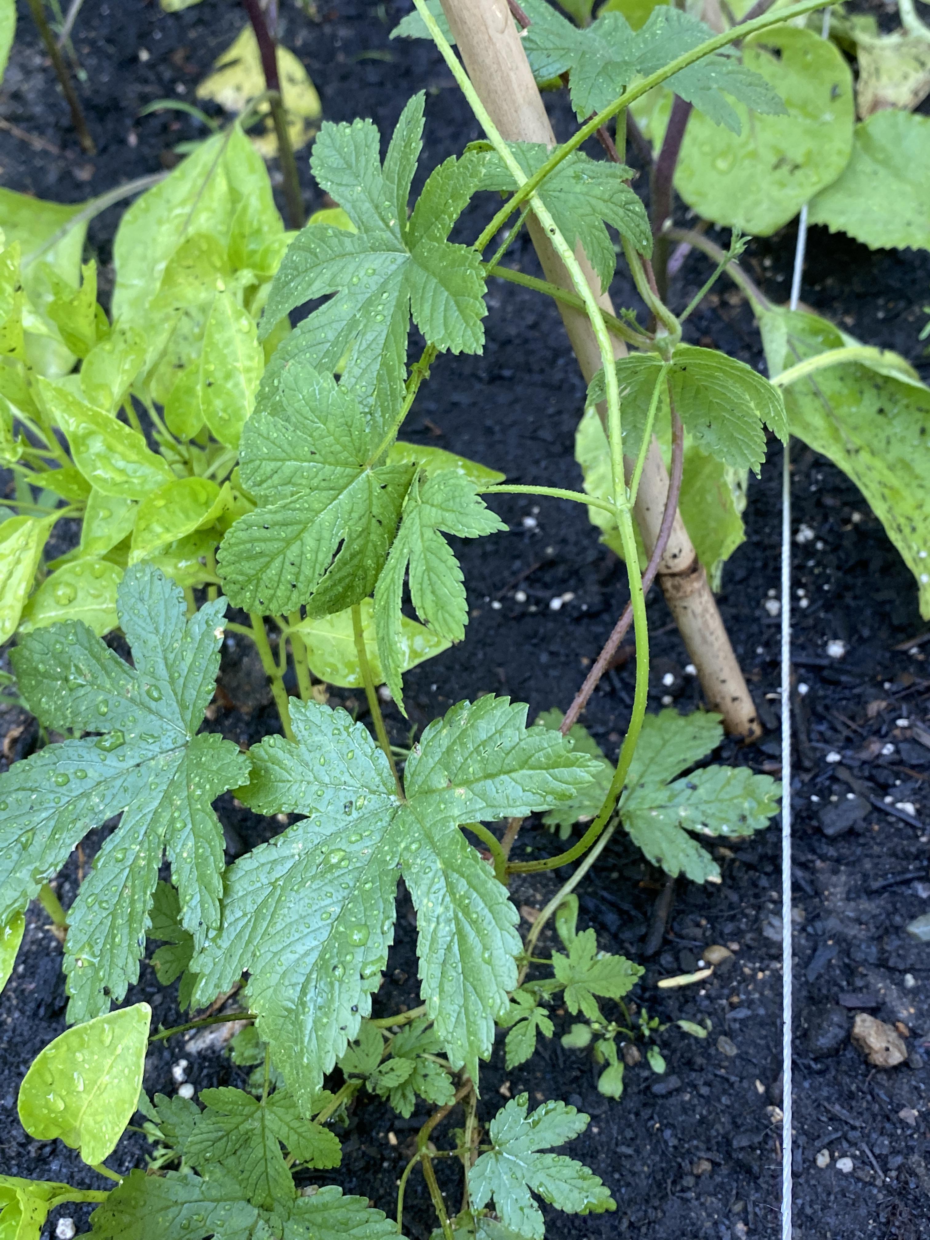 What kind of plant is this? We planted some seeds, mostly melons and