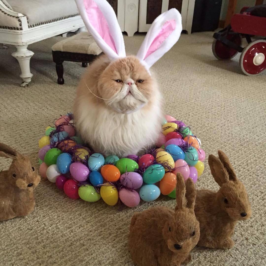 It's never too early for Easter! r/aww