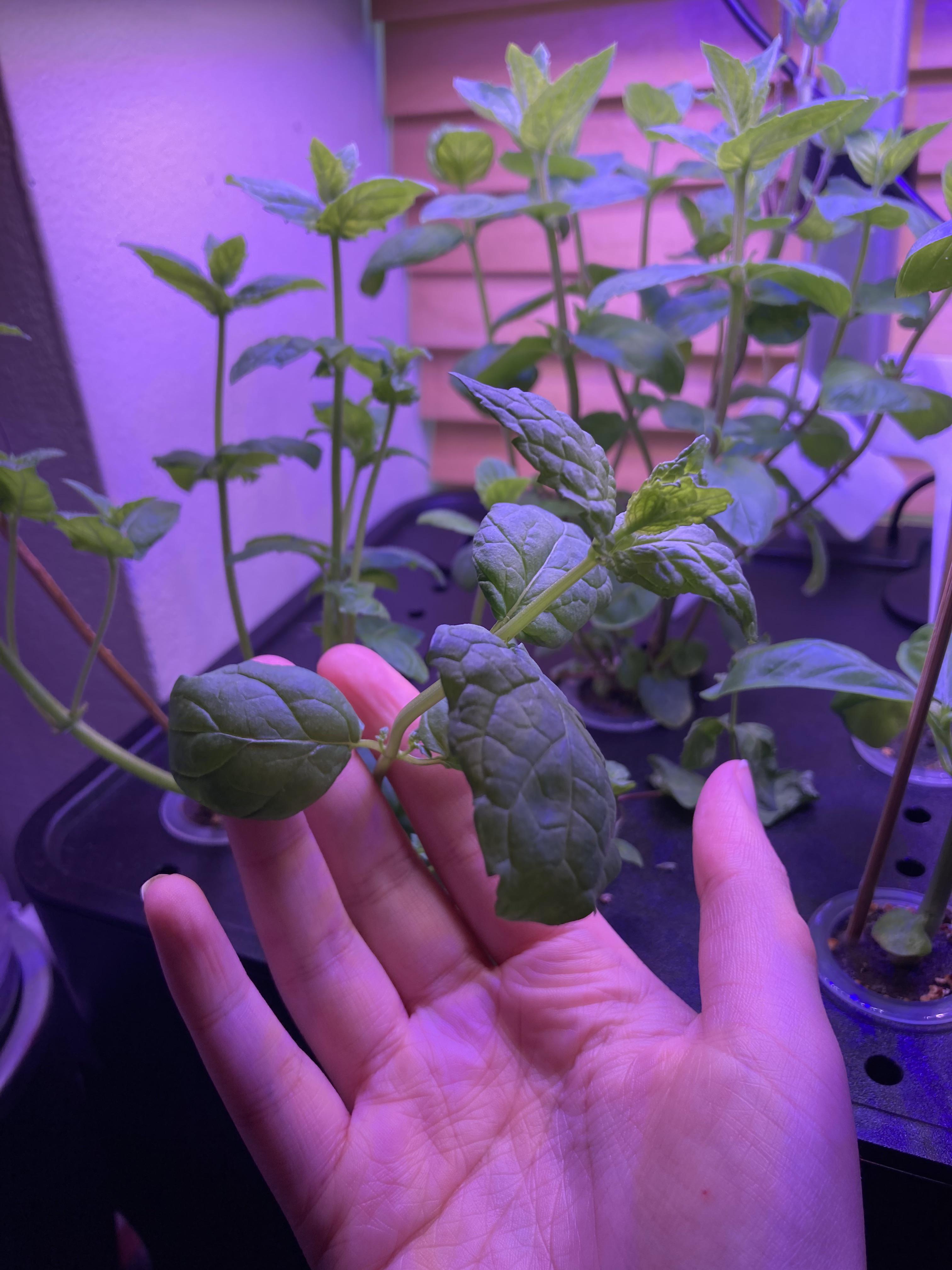 Accidentally grew basil + mint hybrid? How common is this? r/Hydroponics
