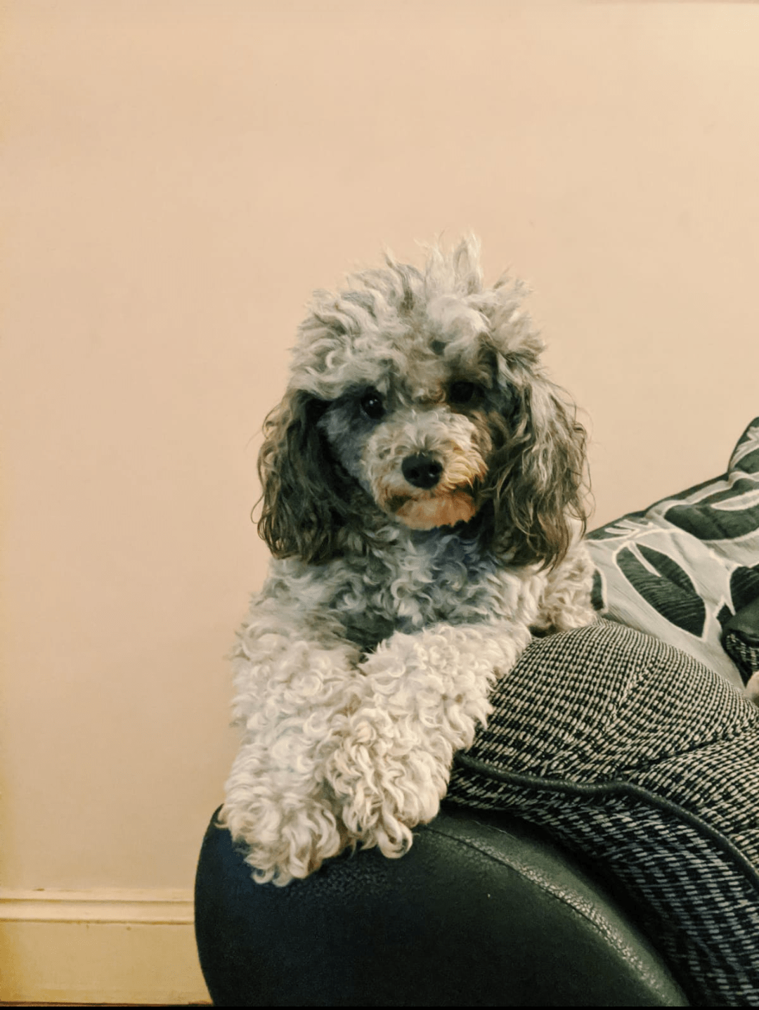My super cute toy poodle r/poodles