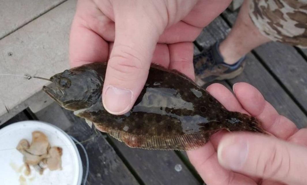 Juvenile Summer Flounder