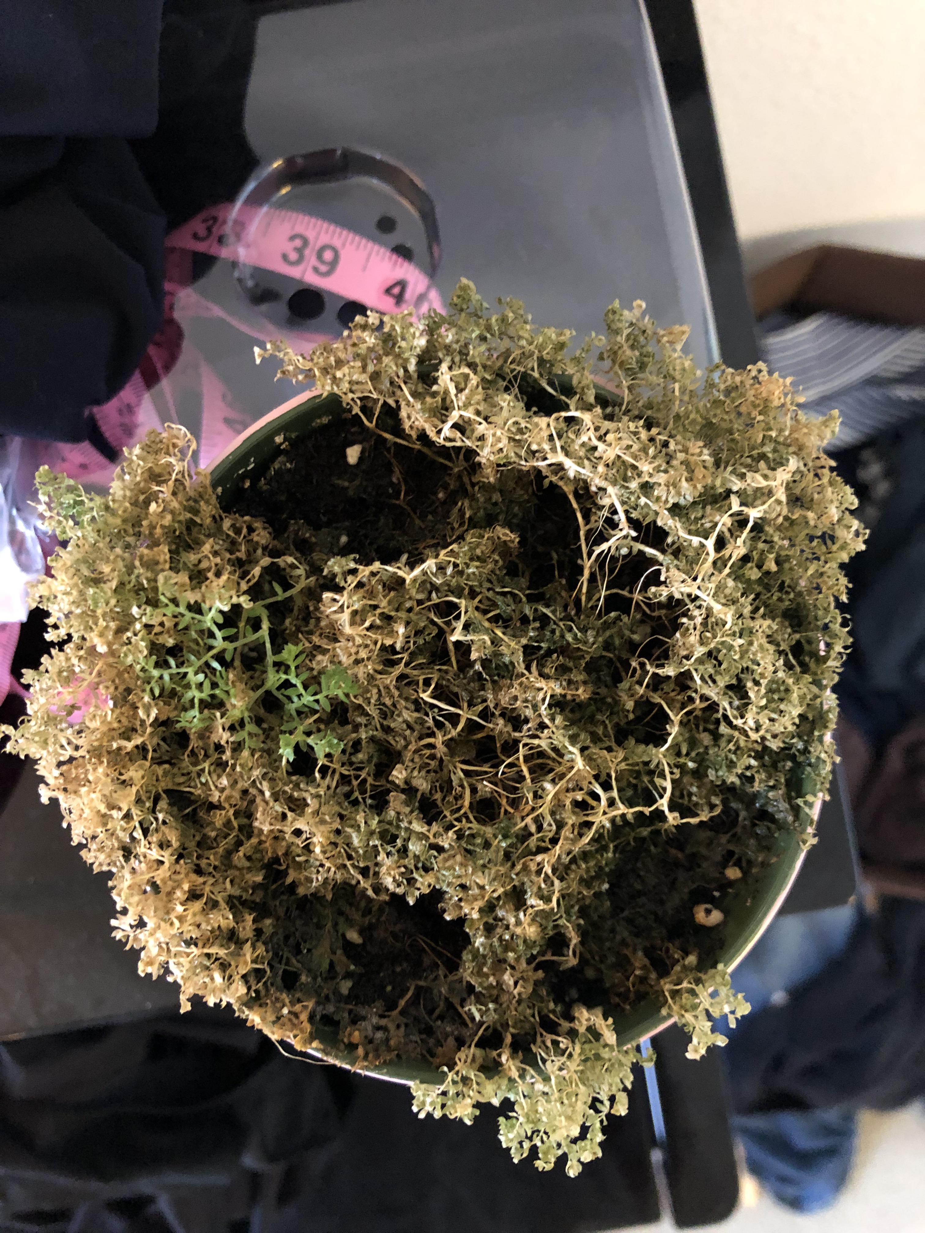 Dying moss plant, got it about two months ago, and it’s been like this