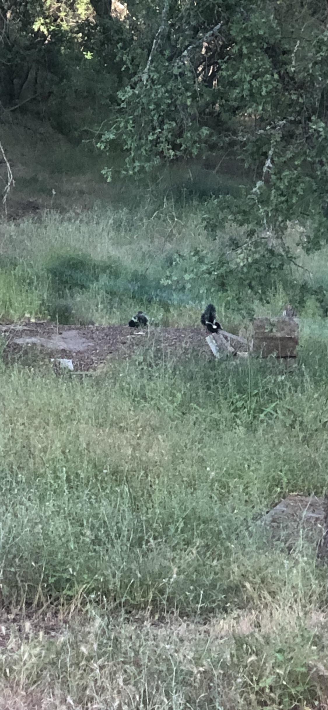 Advice on family of skunks living close to home and chickens. Skunks