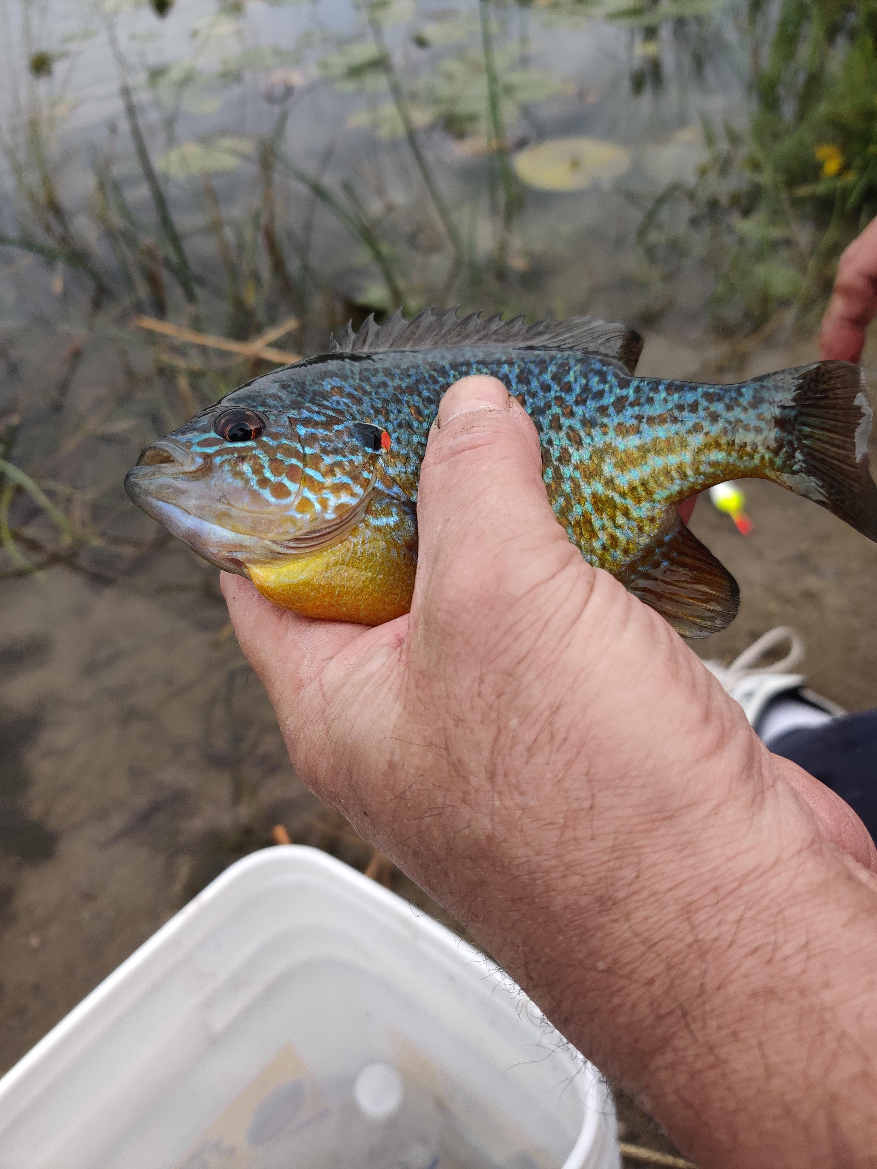 Nice 8 inch sunfish my gramps caught. LSC Michigan r/Fishing