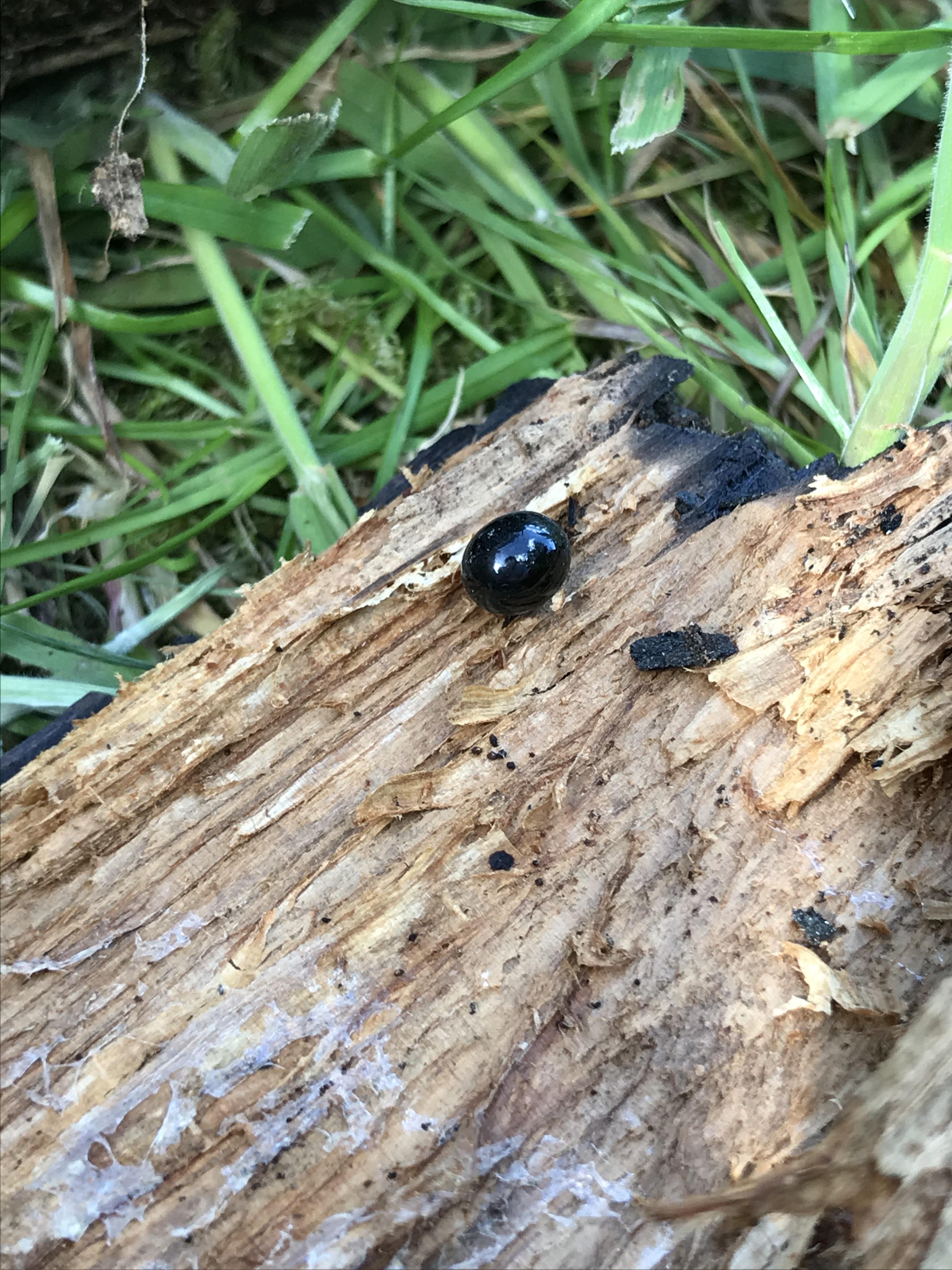 Can anyone tell me what this is? Little shiny black ball found when I split open an old piece of