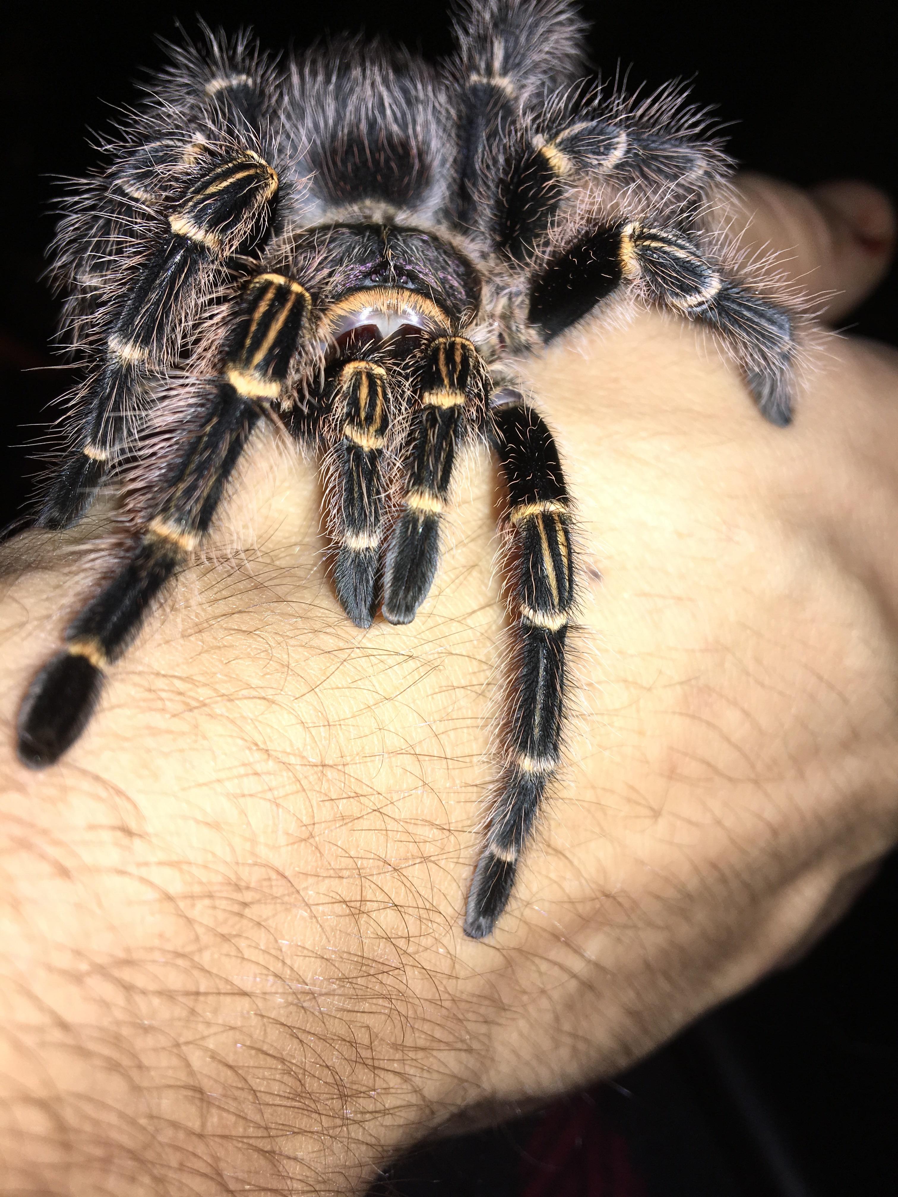 4yr Old Chaco Golden Knee ) r/tarantulas