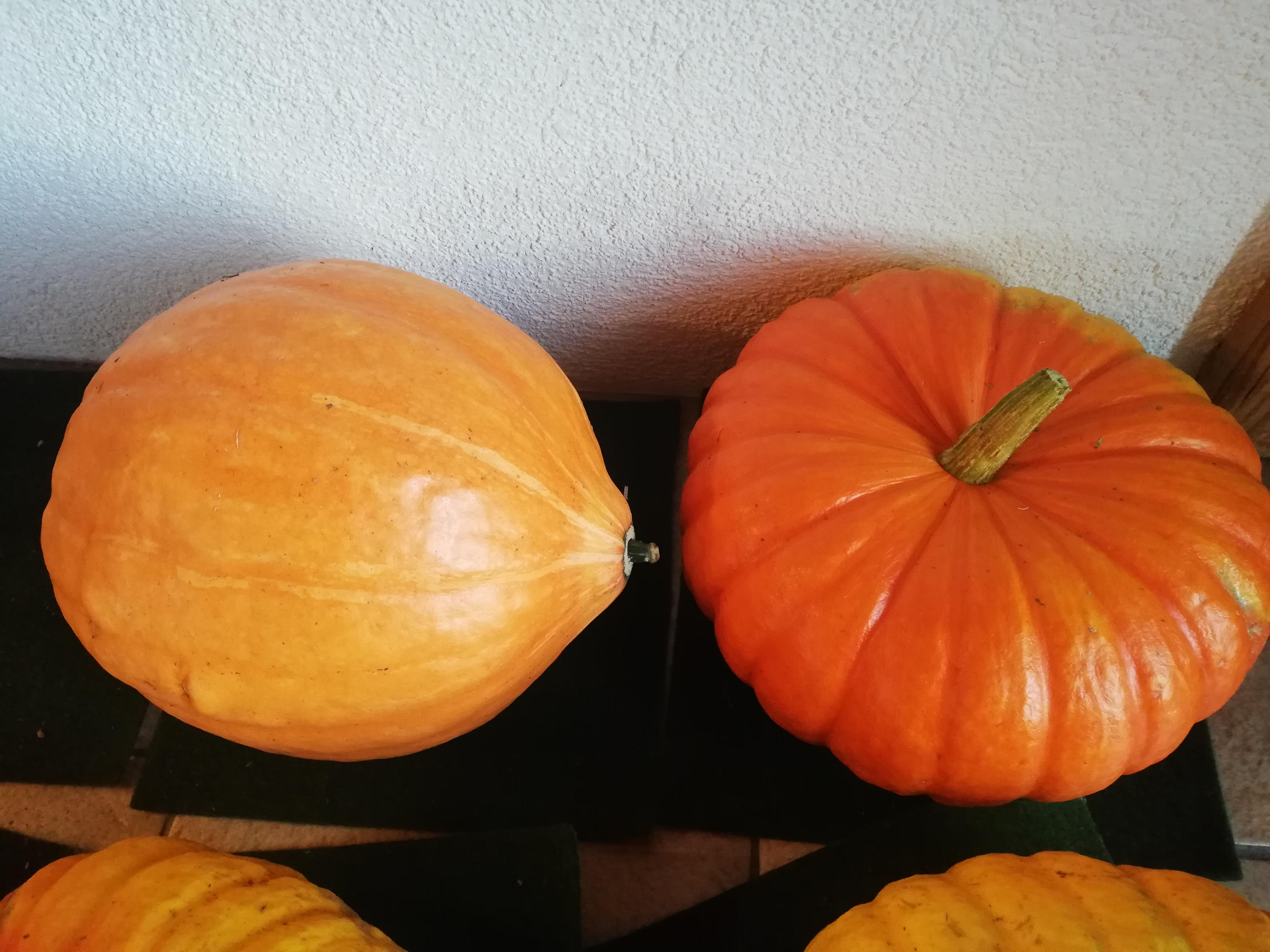 Same plant same everything. Why do my pumpkins have different shapes