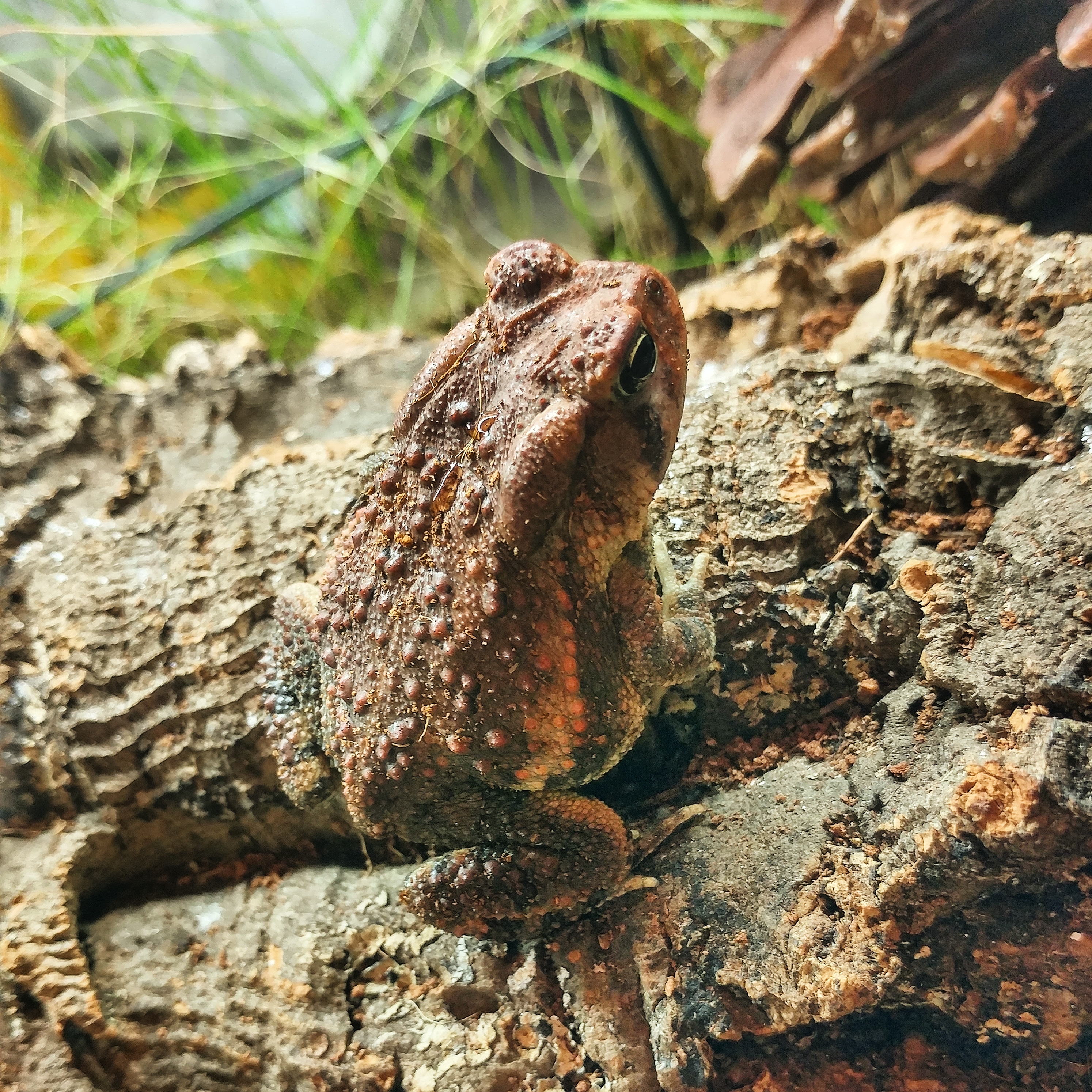 Starscream the cricket thief. What all are you guys feeding your toads