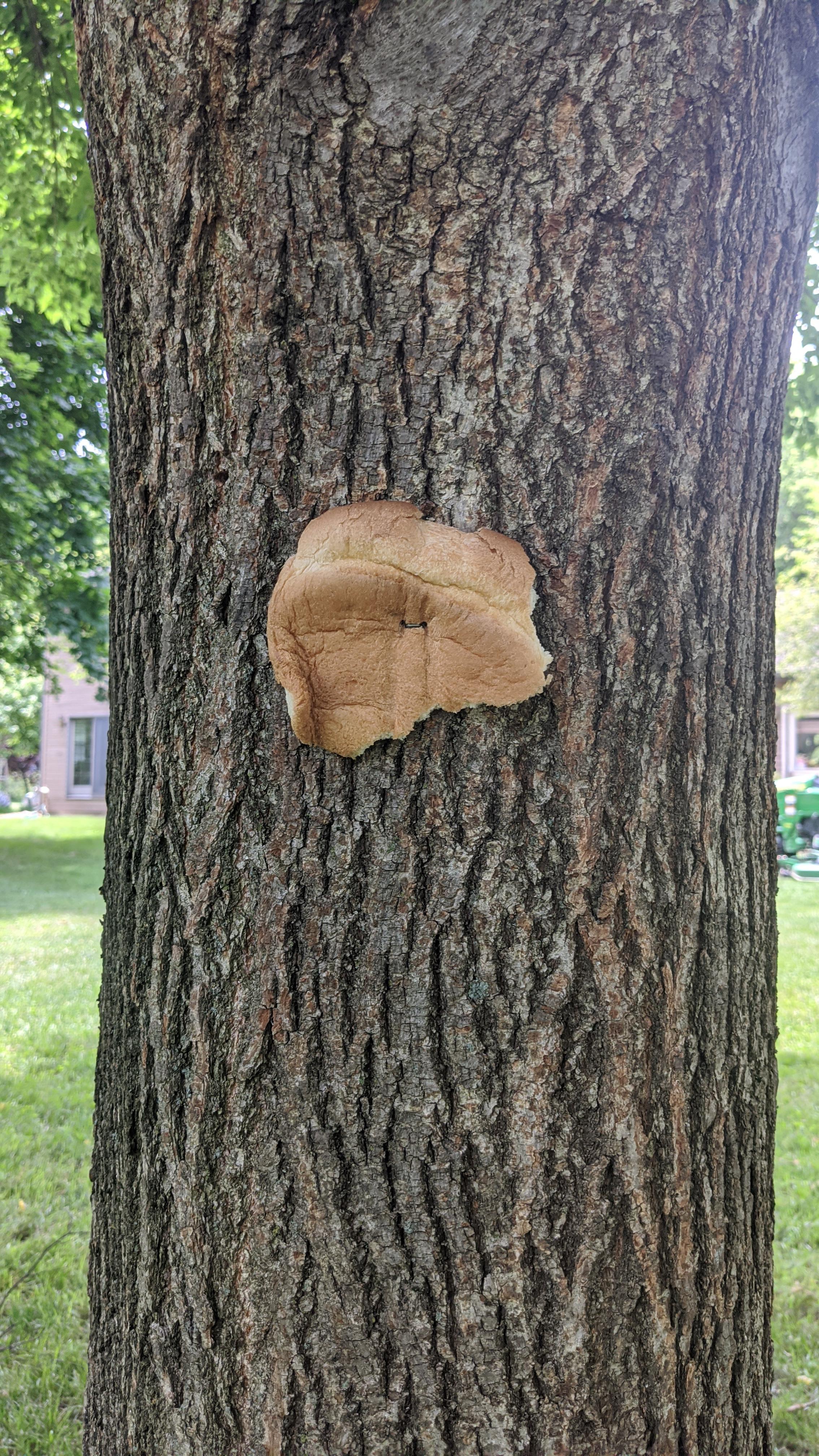 Butter bread on oak r/BreadStapledToTrees