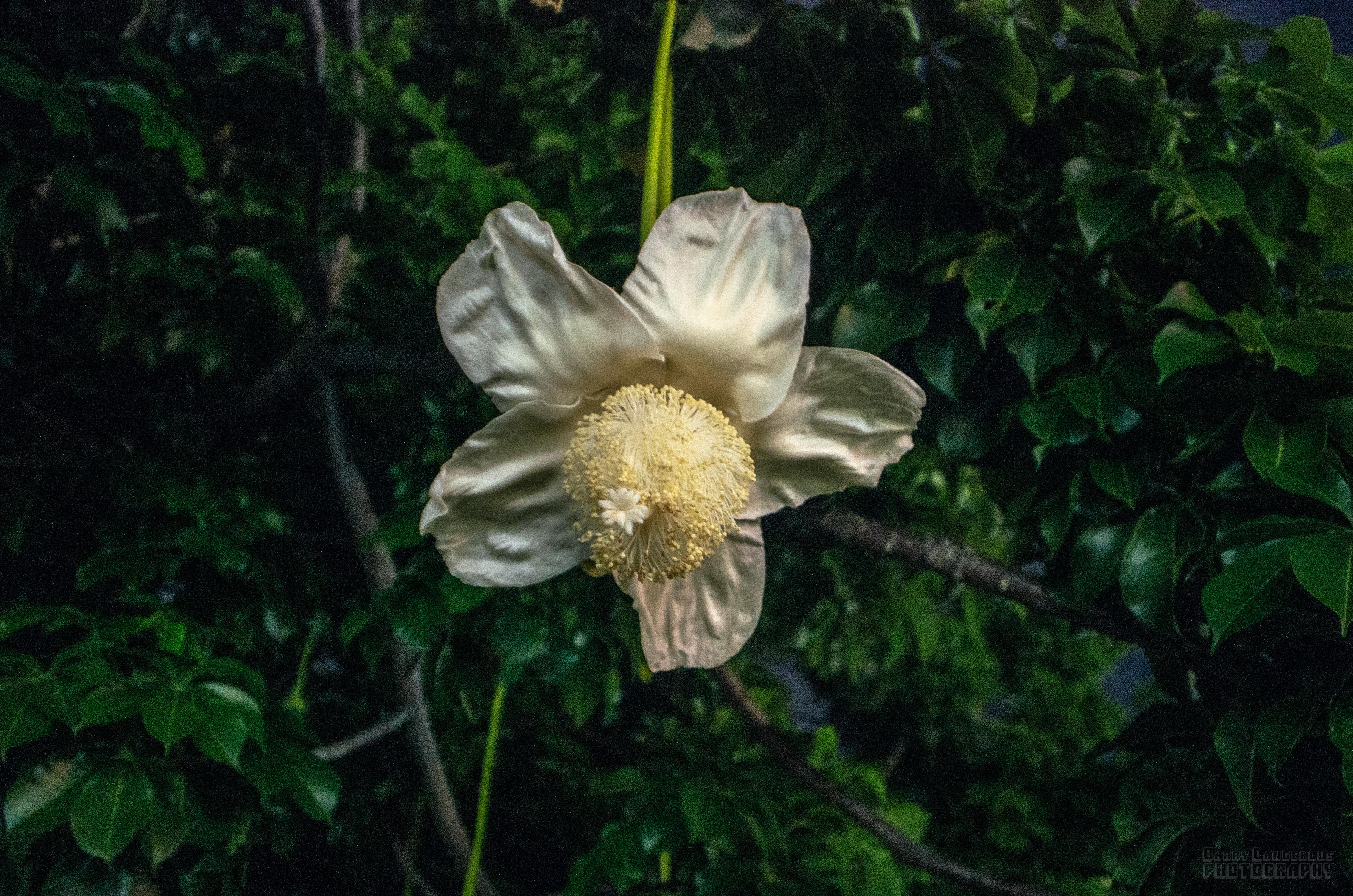 African Baobab flower in Hollywood Florida. They had all just opened