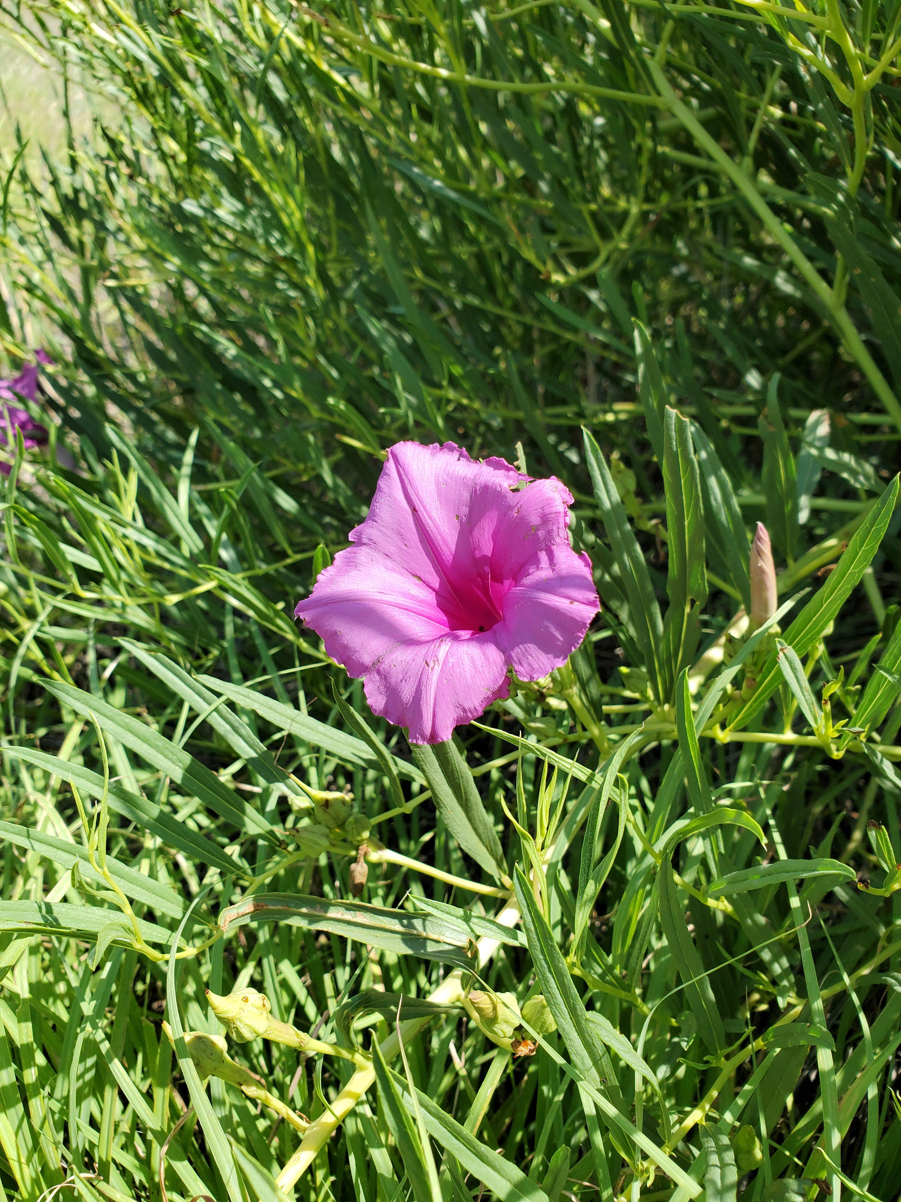 Wild morning glory? Zone 6b. r/gardening