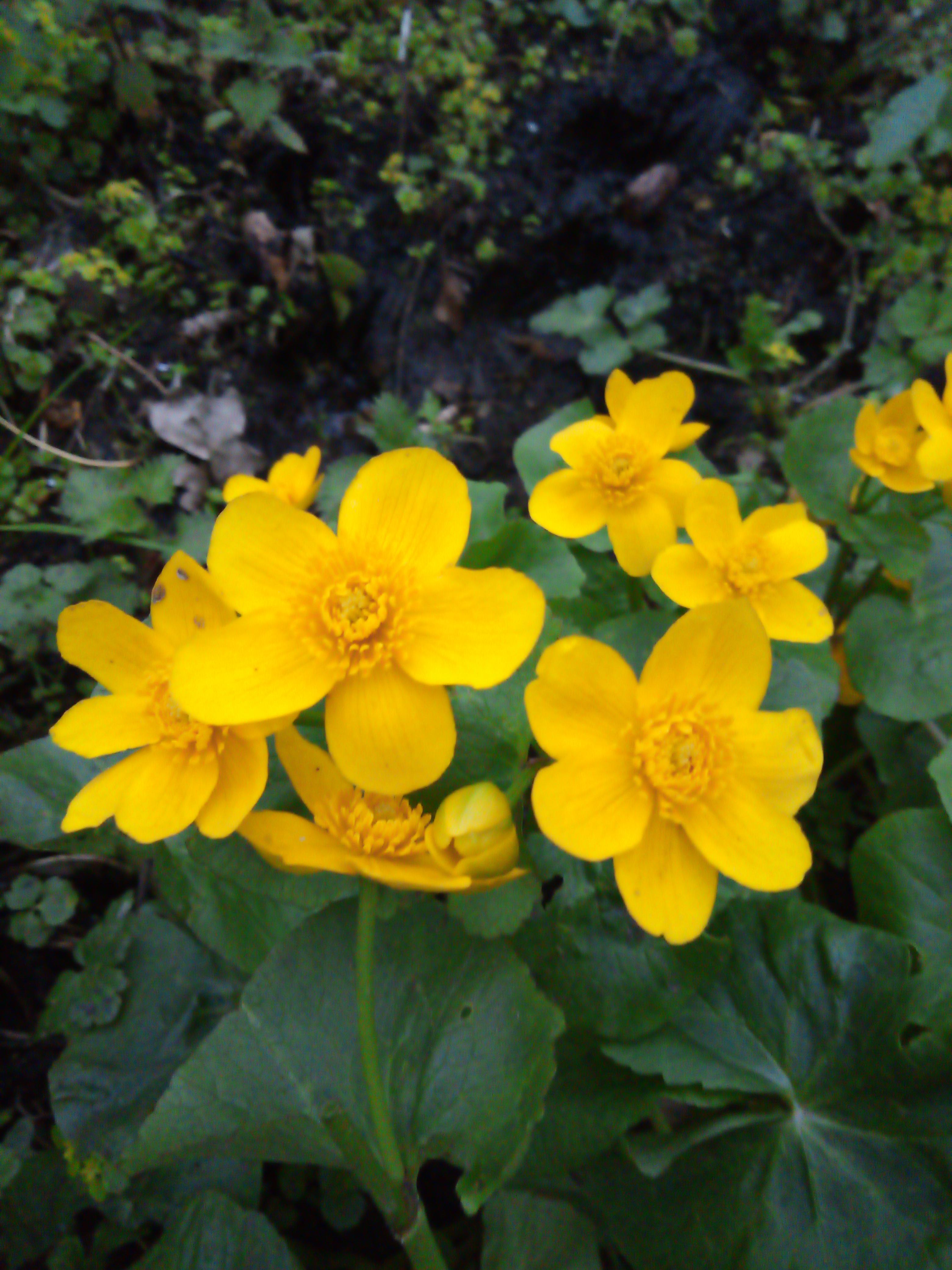 41 Hilarious Marsh Marigold Puns Punstoppable 🛑