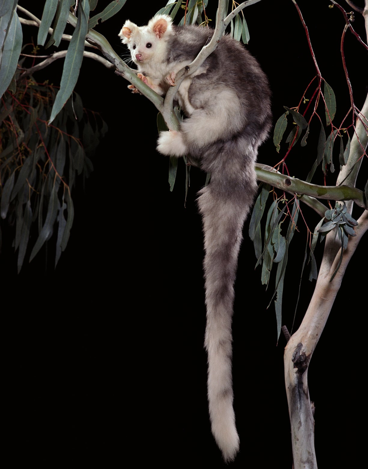 Greater Gliders are the largest of the gliding marsupials and are about
