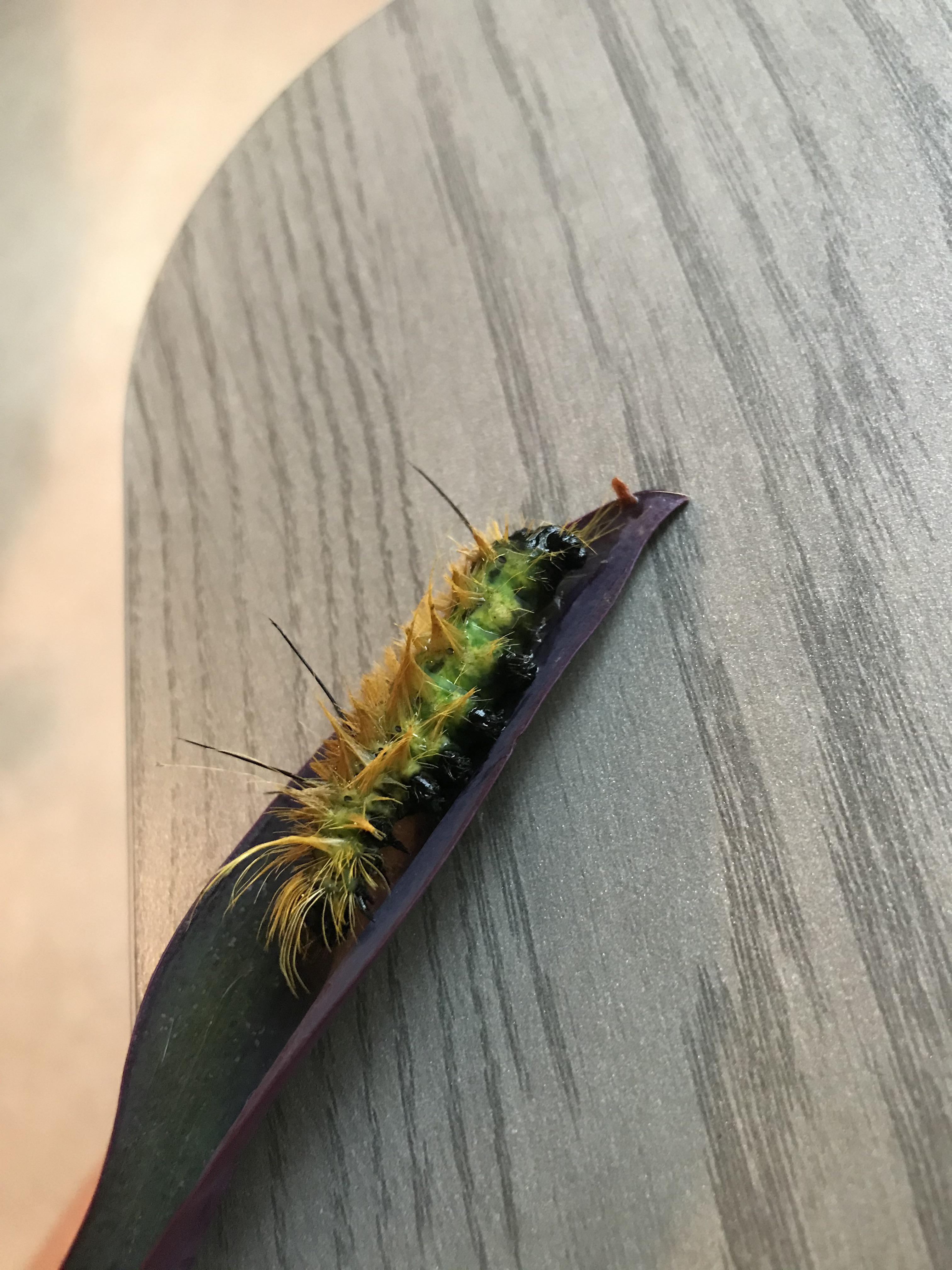 Found this little guy on my porch, I guess he was out in the rain so