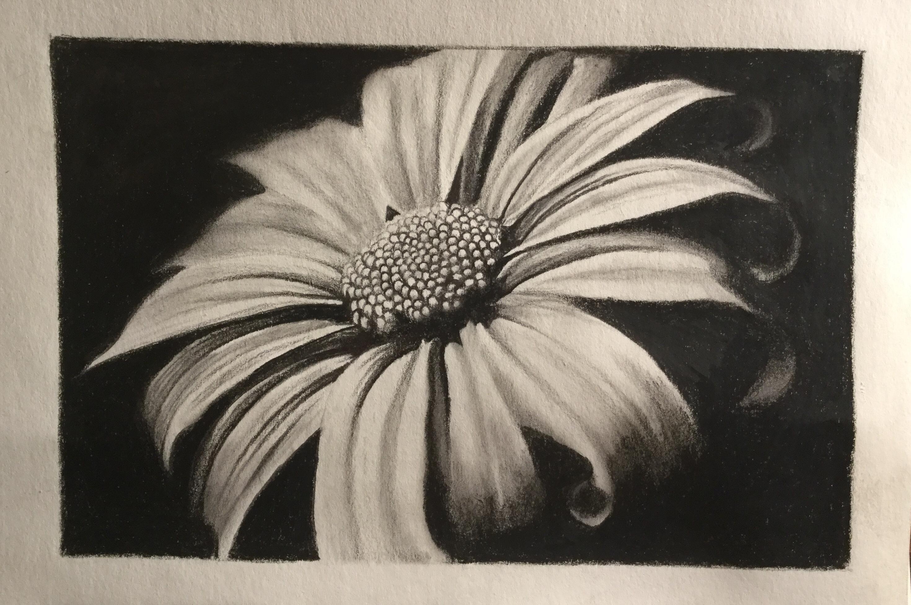 Graphite in a sketchbook of a flower r/drawing