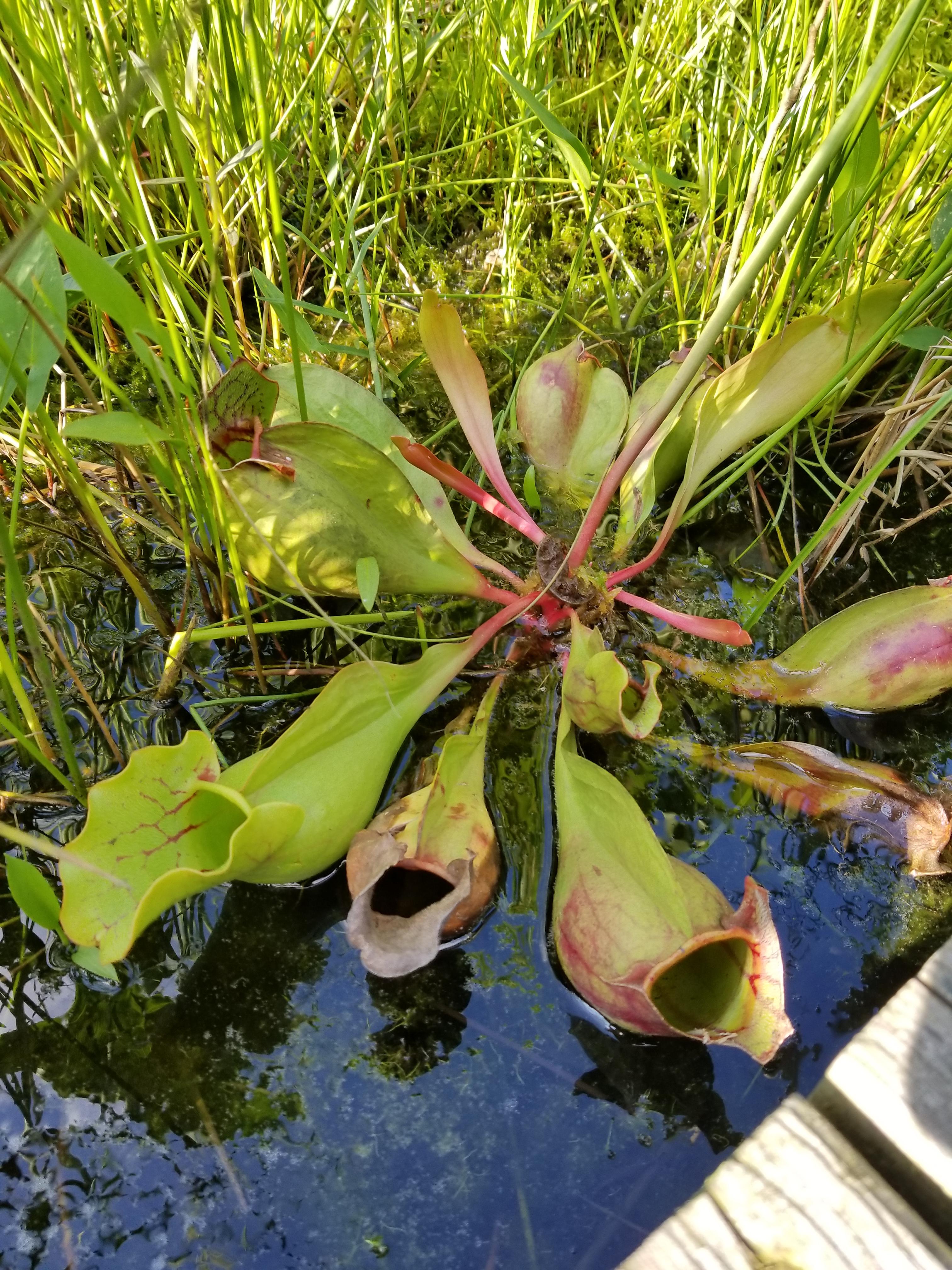 Pitcher plant found at a local bog r/SavageGarden