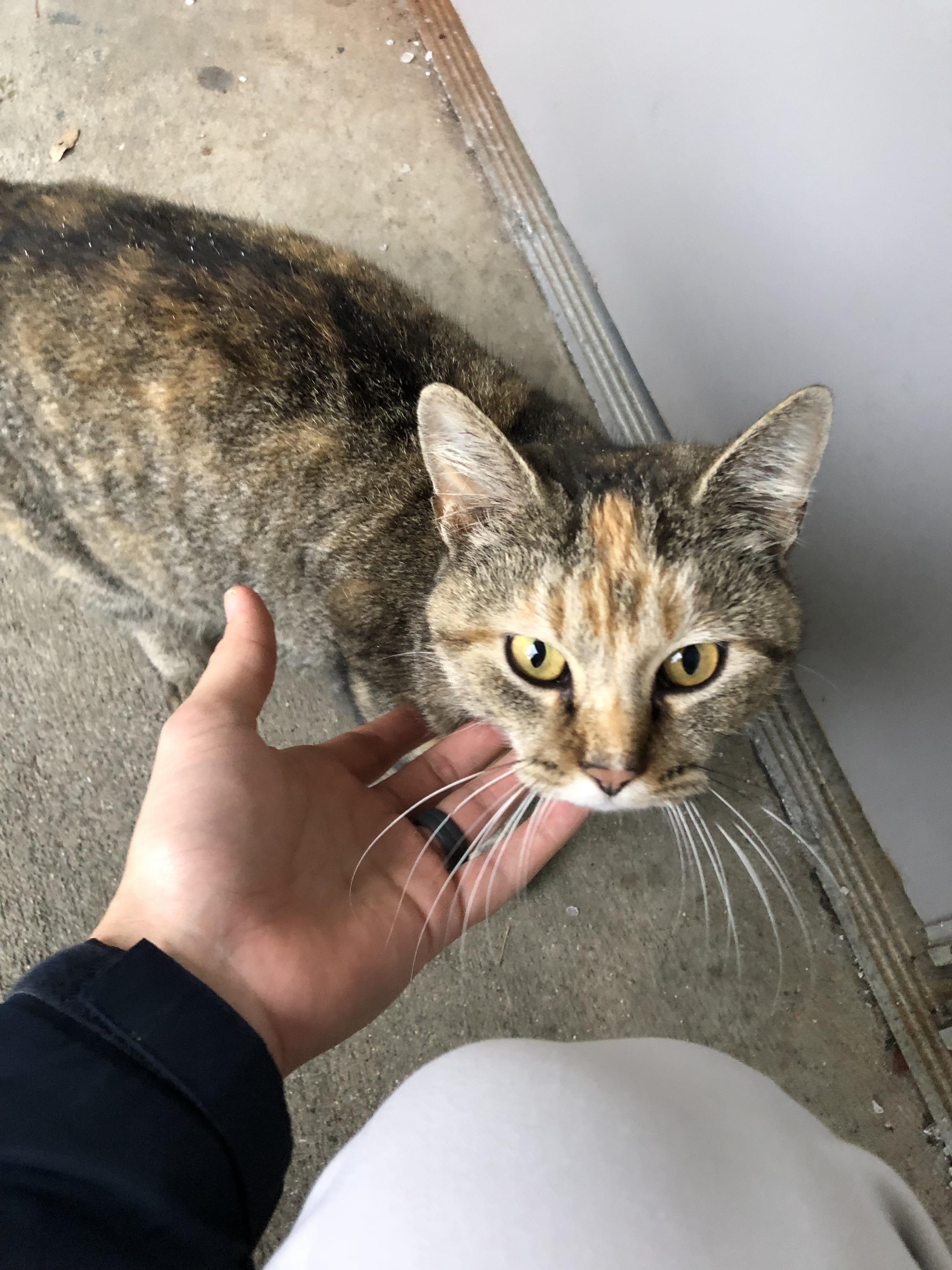 Found a super sweet stray cat sitting outside our employee entrance