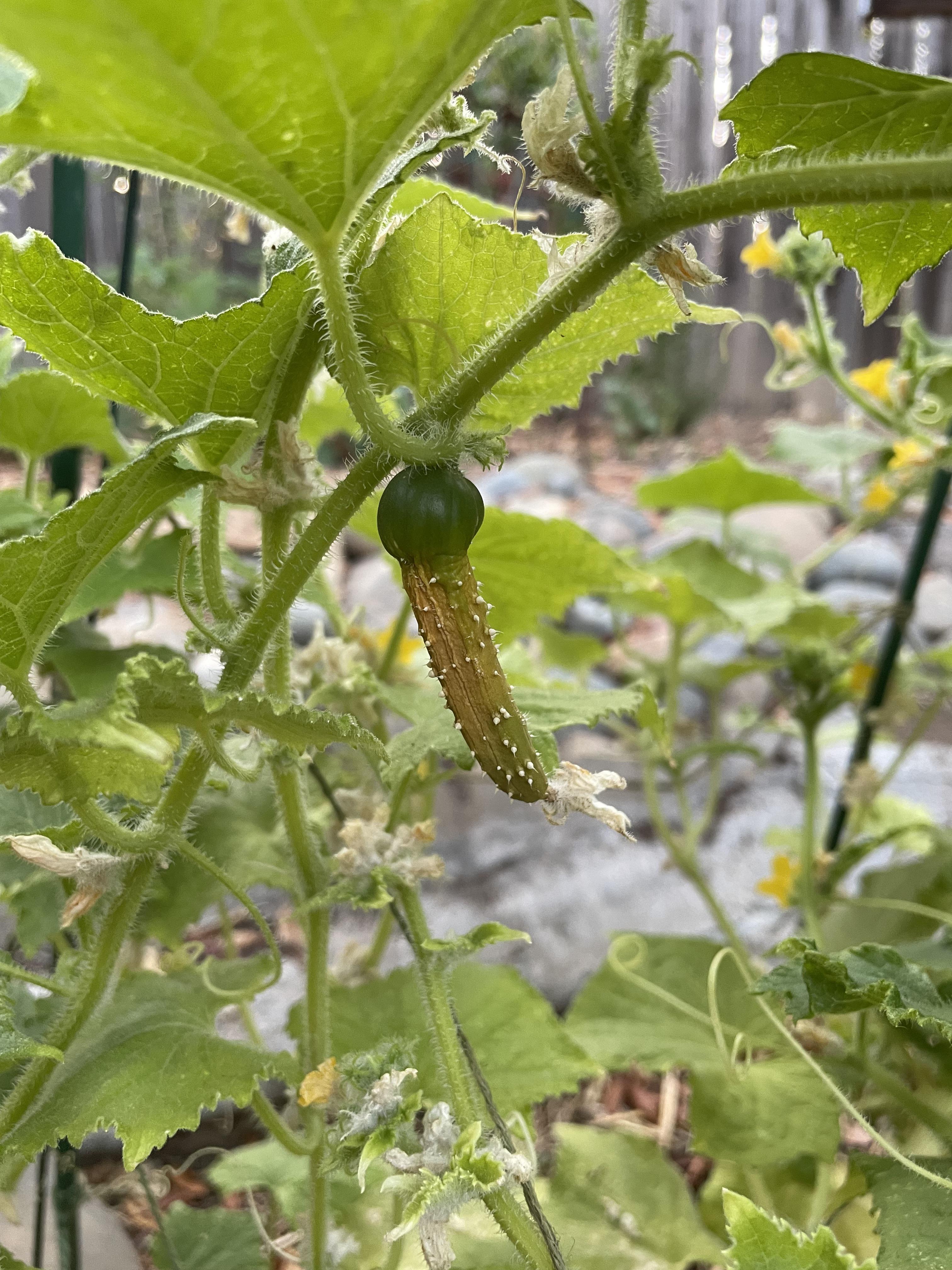 My cucumbers look so weird when growing. Each one is different at this stage. r/vegetablegardening