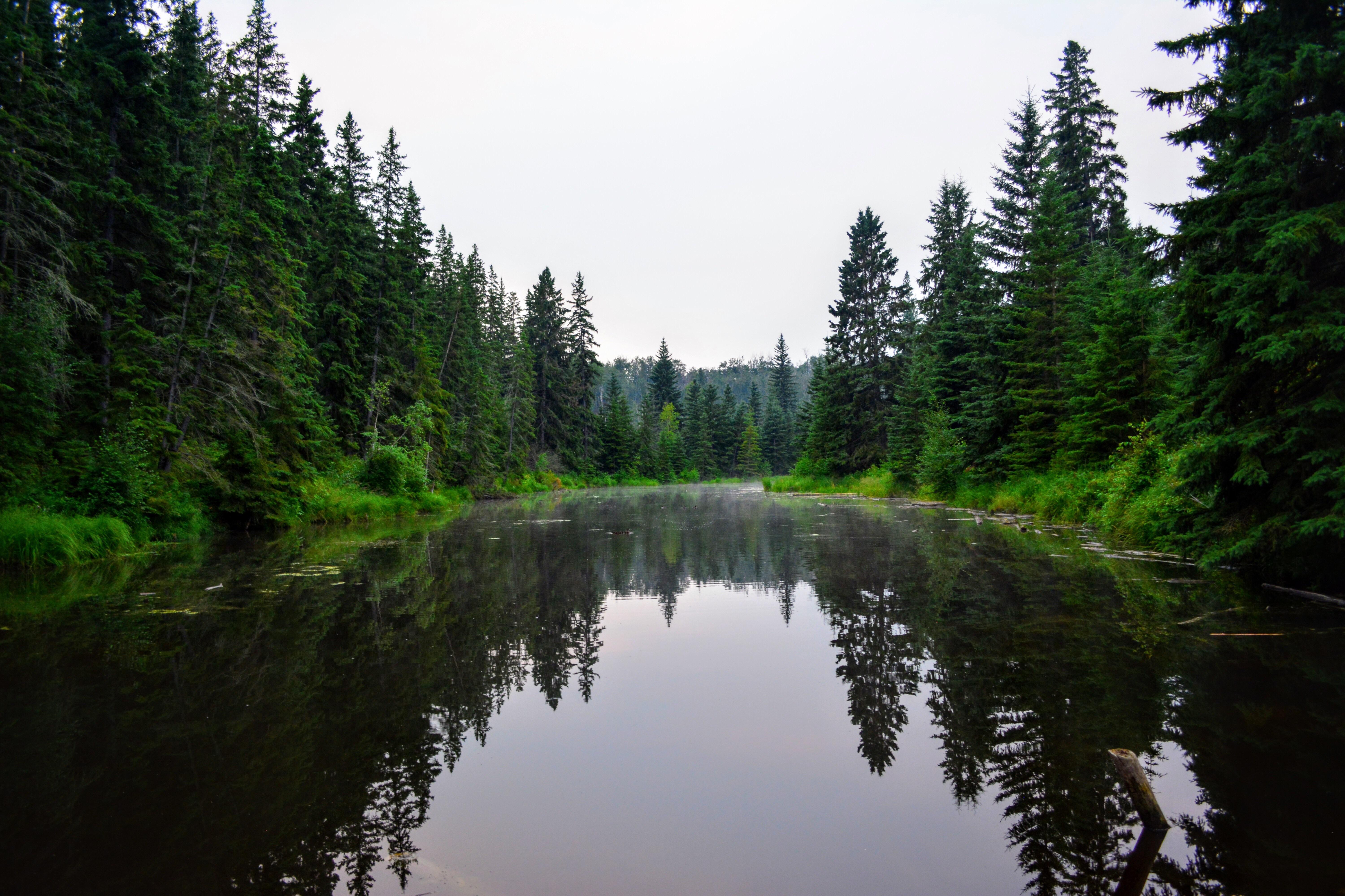 Taken somewhere in the MacTaggart Sanctuary early in the morning. r