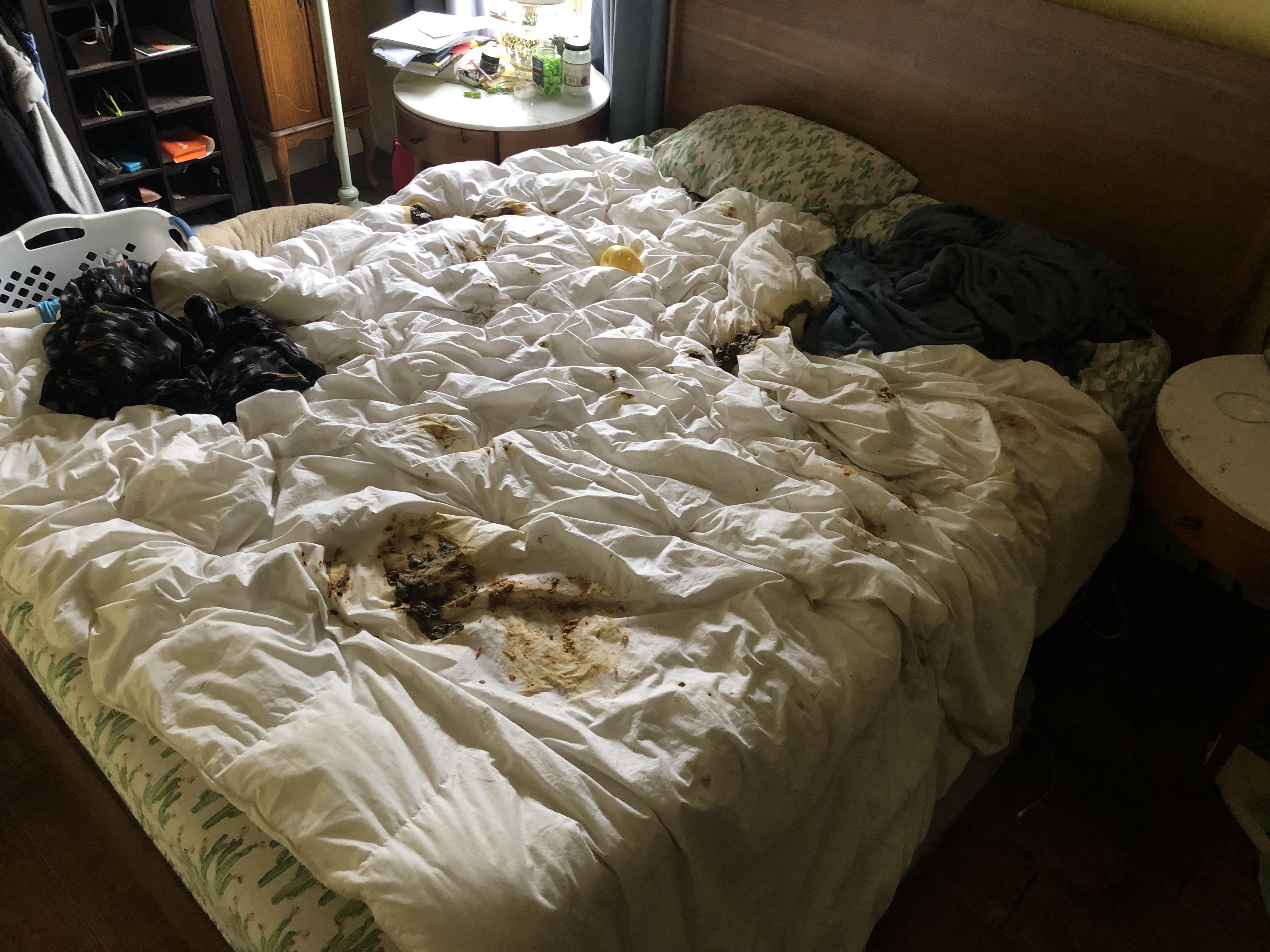 Got home from work, ready to go to bed, only to find the doggo shit all