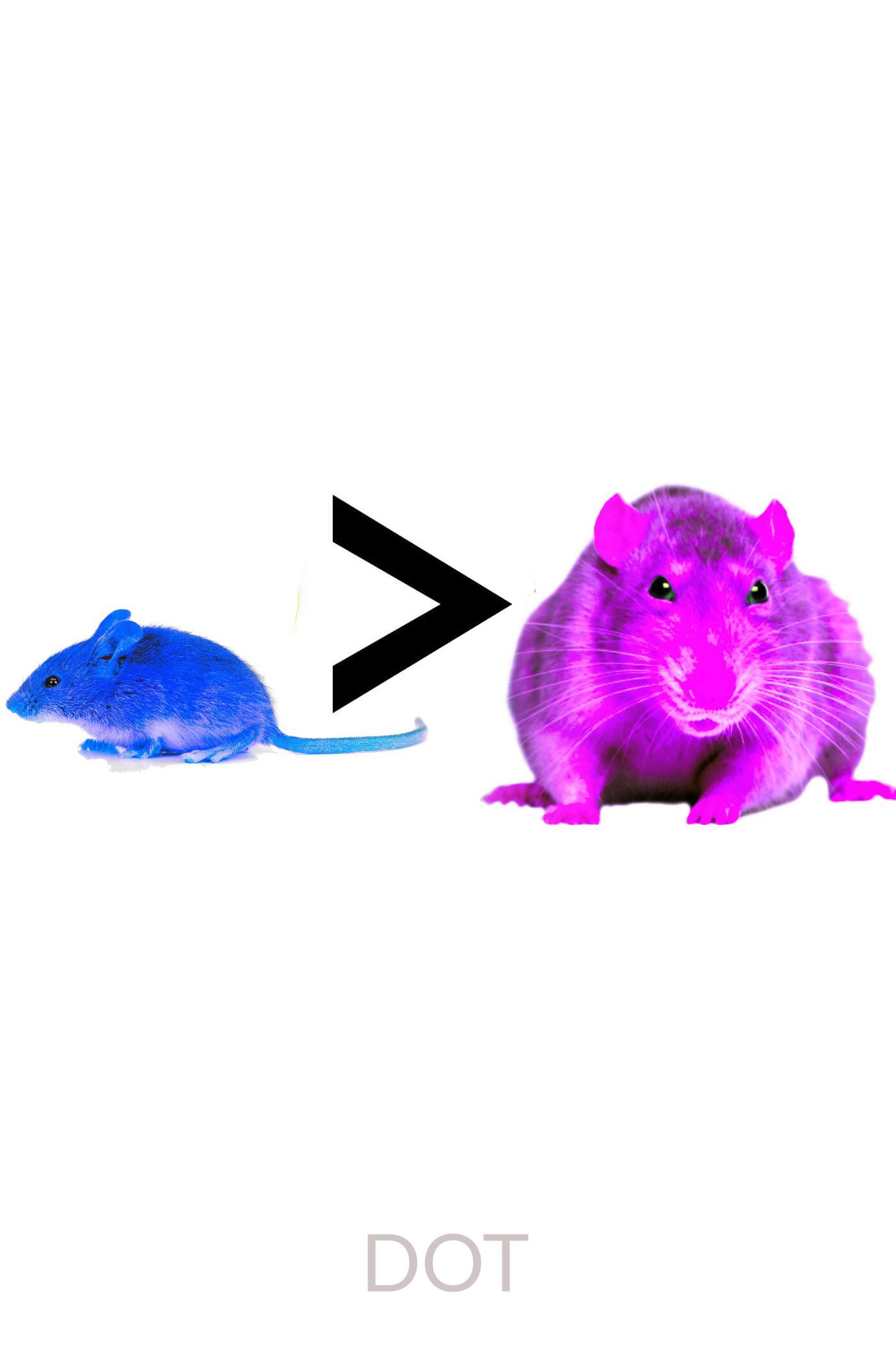 Mice Are Better Than Rats