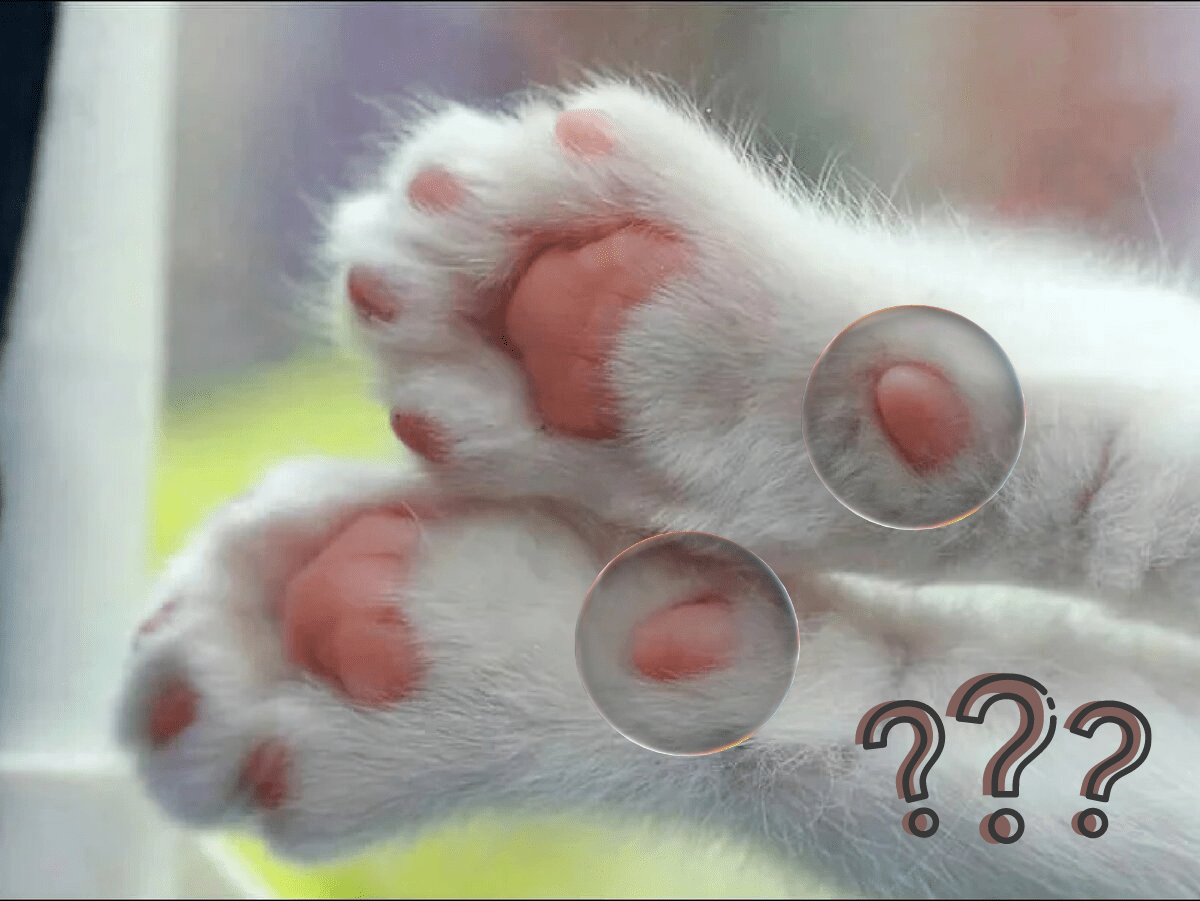 What's this for? In back of the larger pad, you’ll find yet another